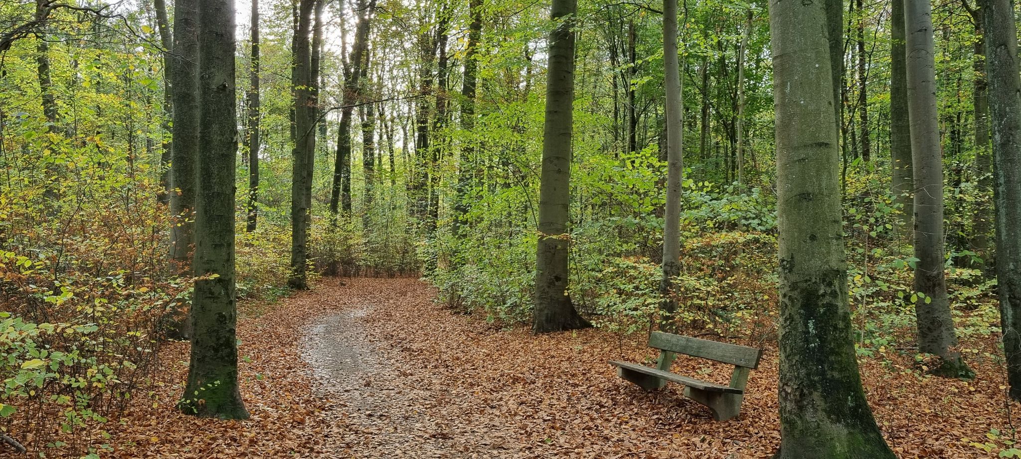 Weg im Weitmarer Holz