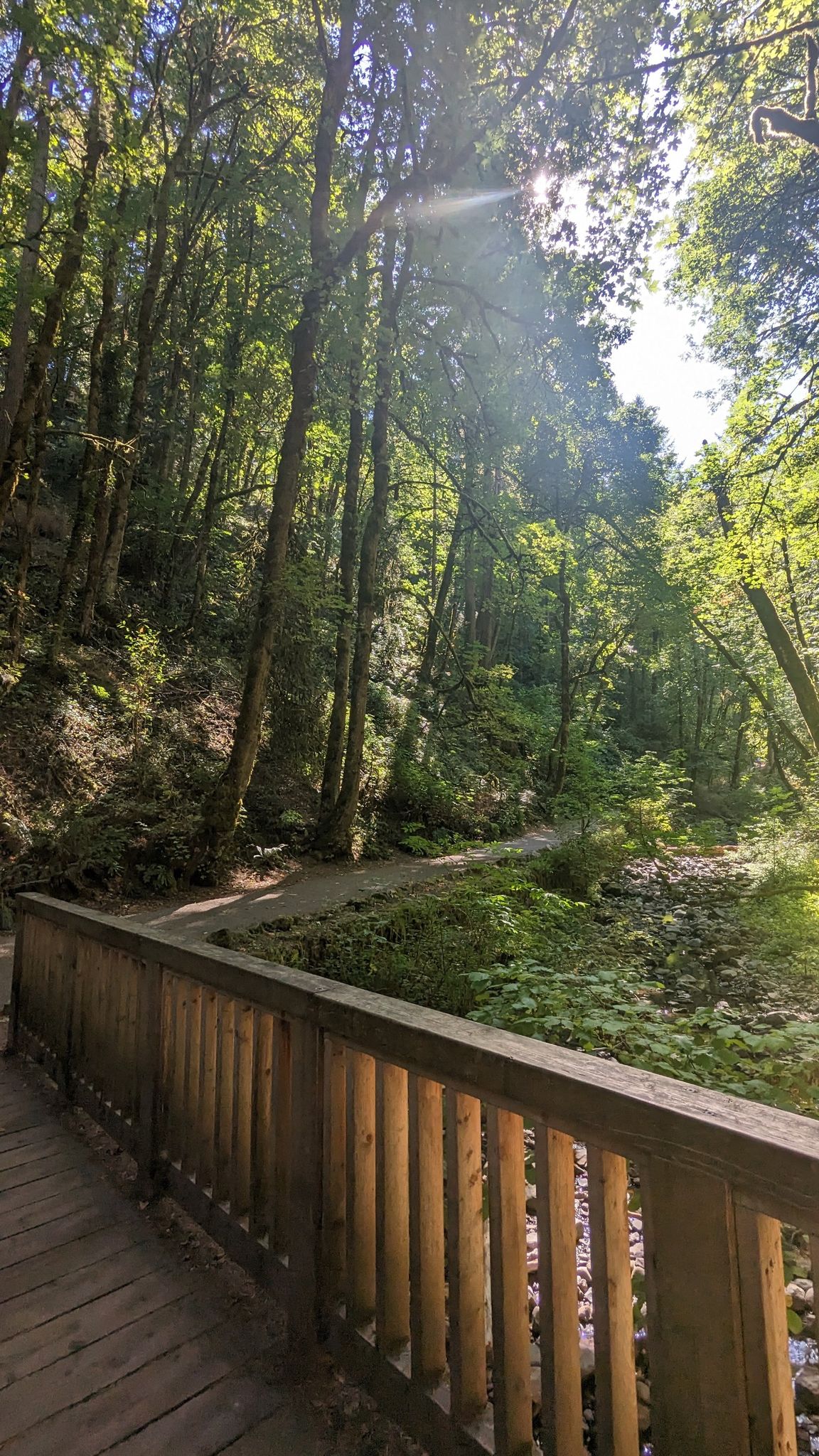 Sunbeams filter through tall trees onto a wooden bridge and forest path. - Portland Heritage Tree #134 – Lower Macleay Trailhead loop from Northwest District