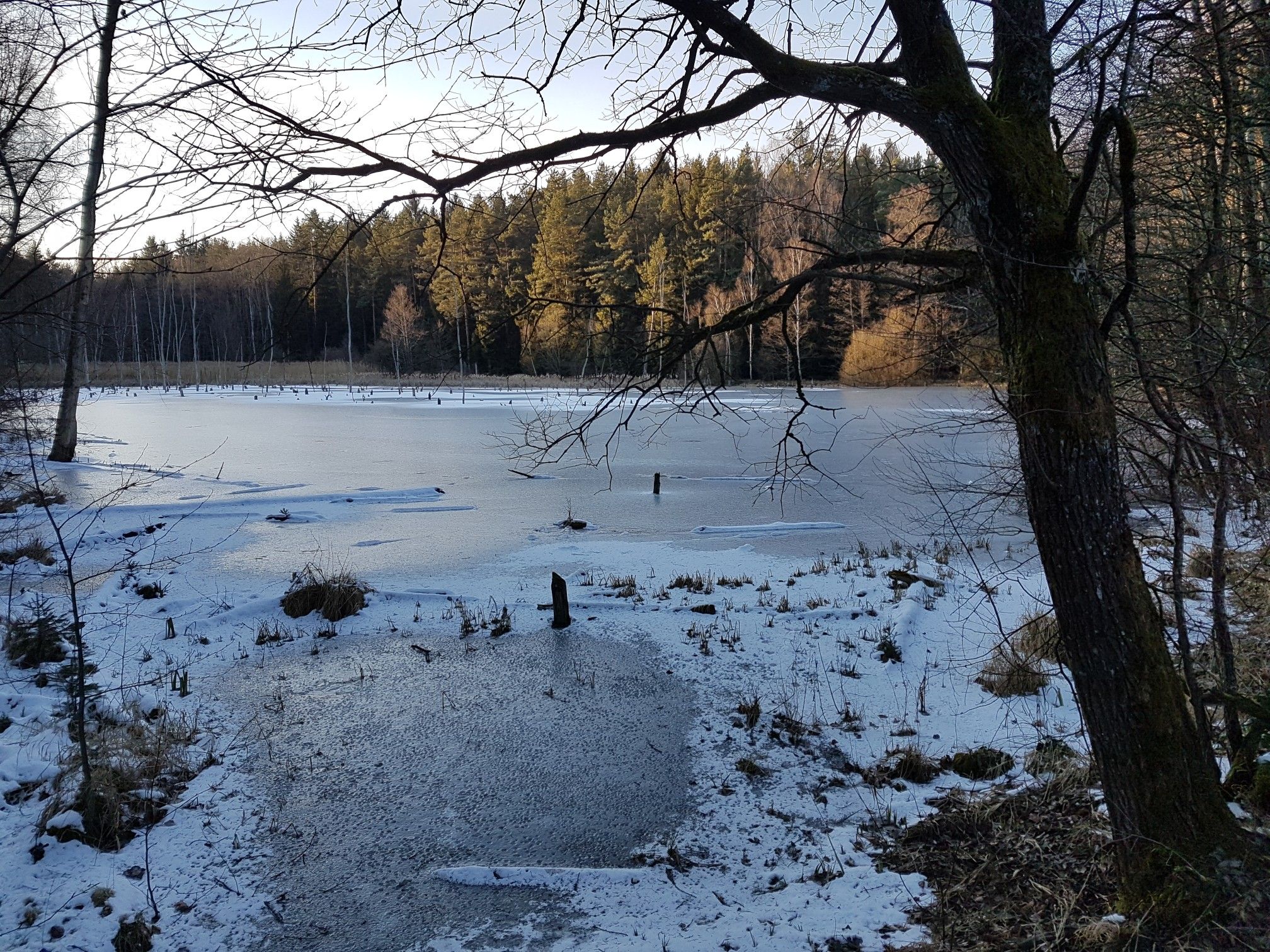 Forstmeistersteich