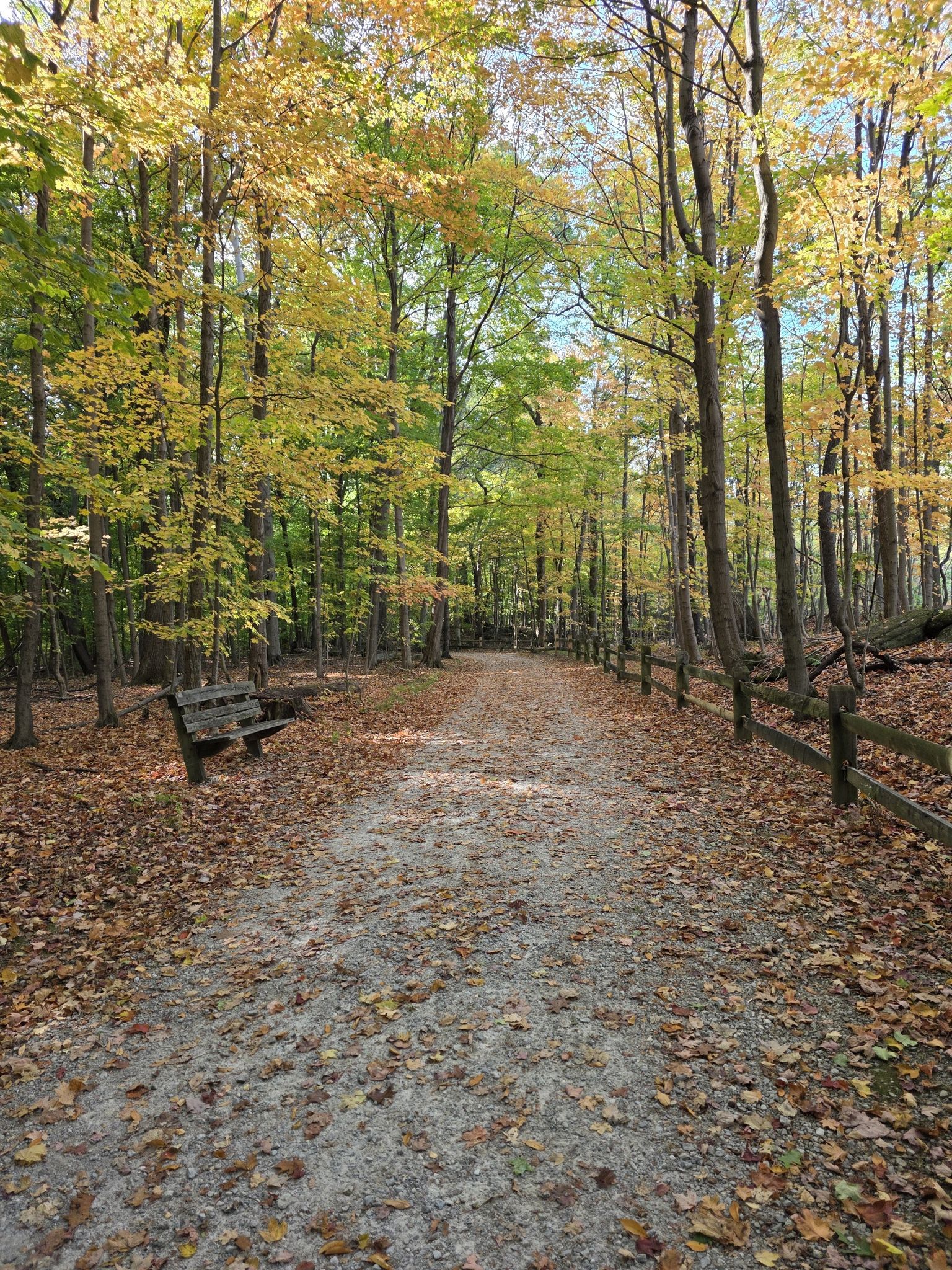 Leaf-covered path through a forest with yellow autumn trees and a bench. - Chapin Forest Reservation loop