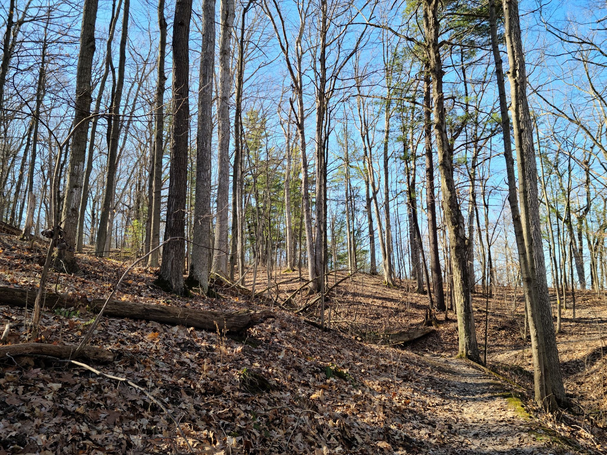 A sunlit forest path winding uphill through bare trees and fallen leaves. - Letchworth Trail