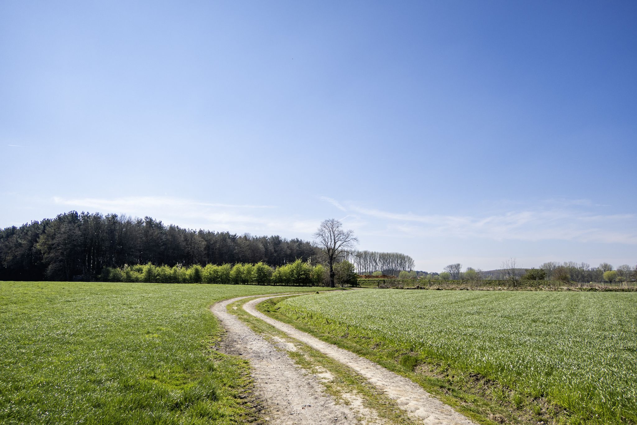 Zicht op een bosje dat in 2019 door vrijwilligers werd aangeplant