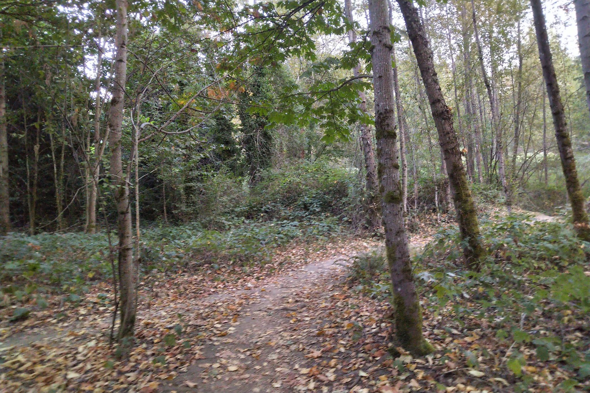 Bankhead Berms Trail