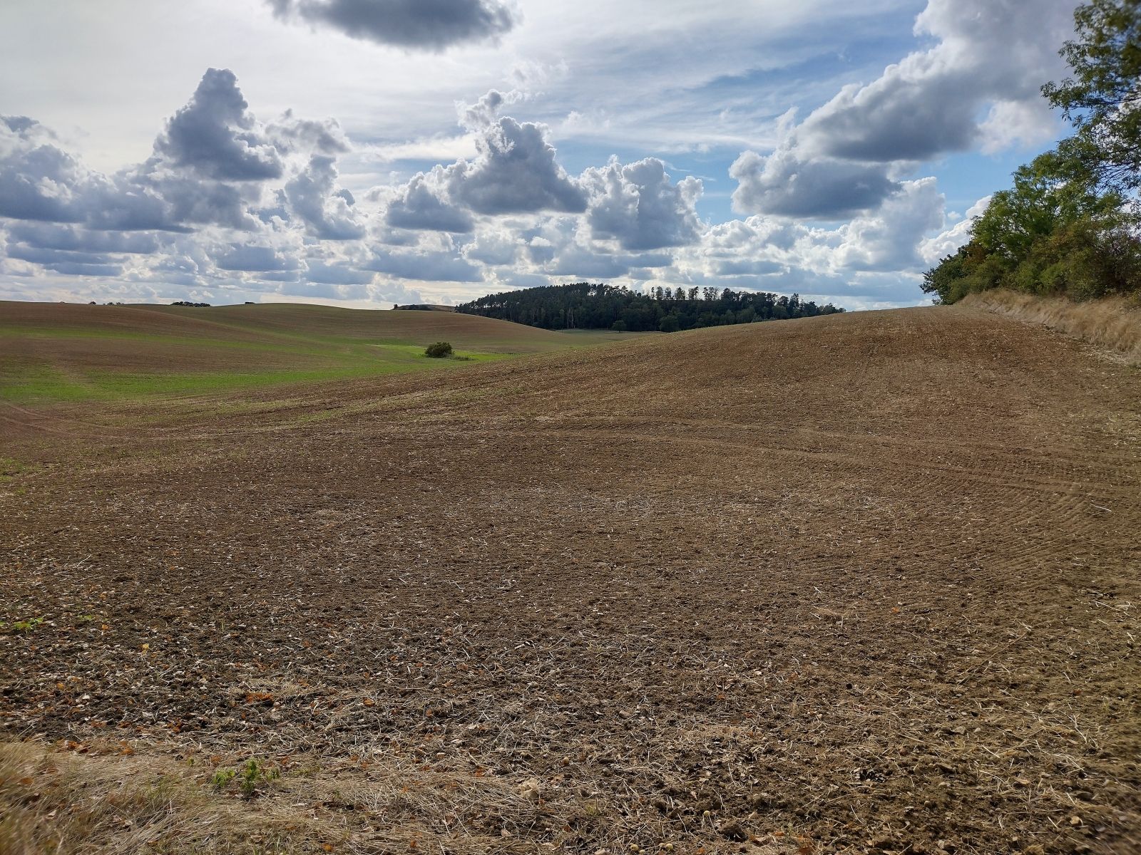 Der Weinberg aus der Ferne