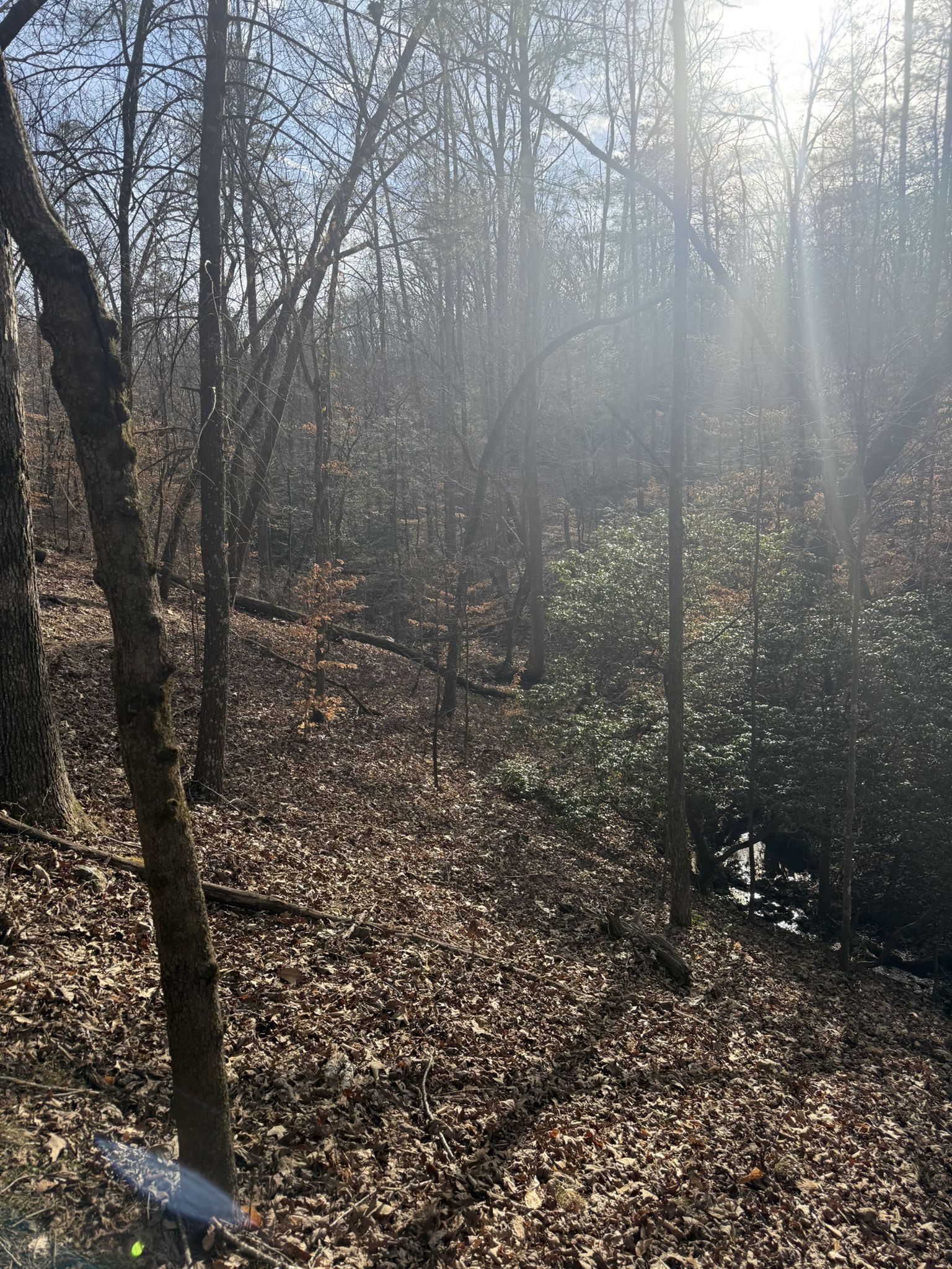 Bright sunlight streams through a winter forest with bare trees and fallen leaves. - Wildcat Creek Falls loop from Daniel High School