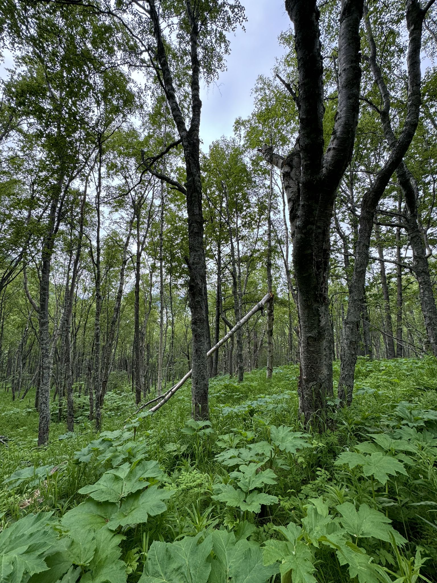 Dense forest with tall trees and lush green undergrowth on an overcast day. - Turnagain Arm Trail