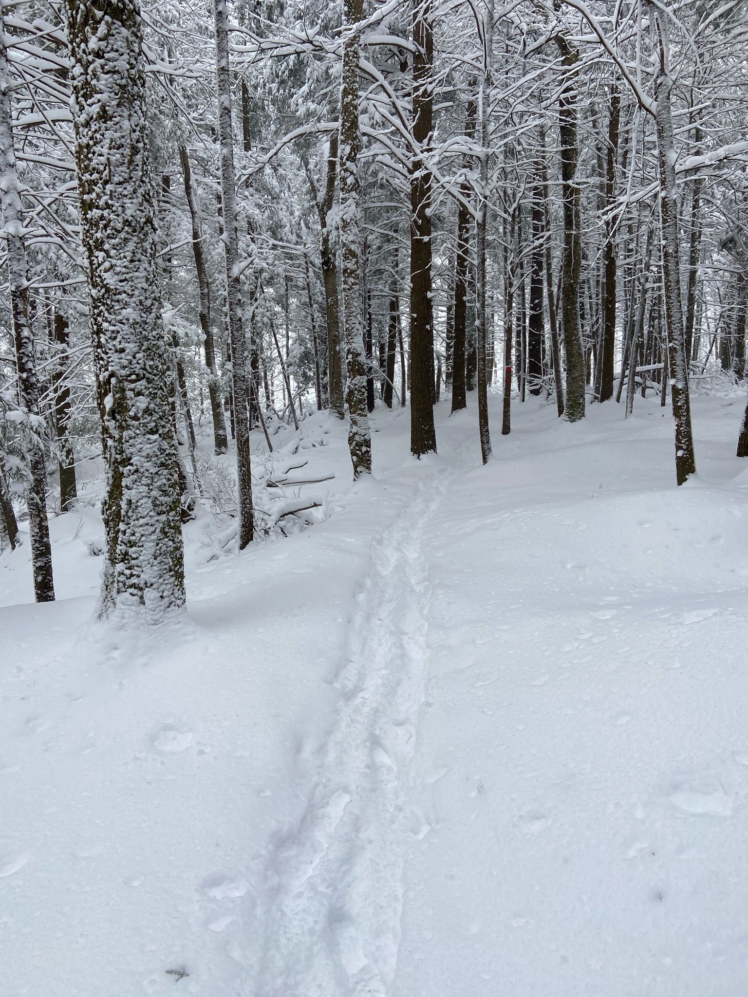 Footprints lead through a serene, snow-covered forest with tall trees. - Balanced Rock, Cherry Lane, Shay Trace, and Elakala Loop