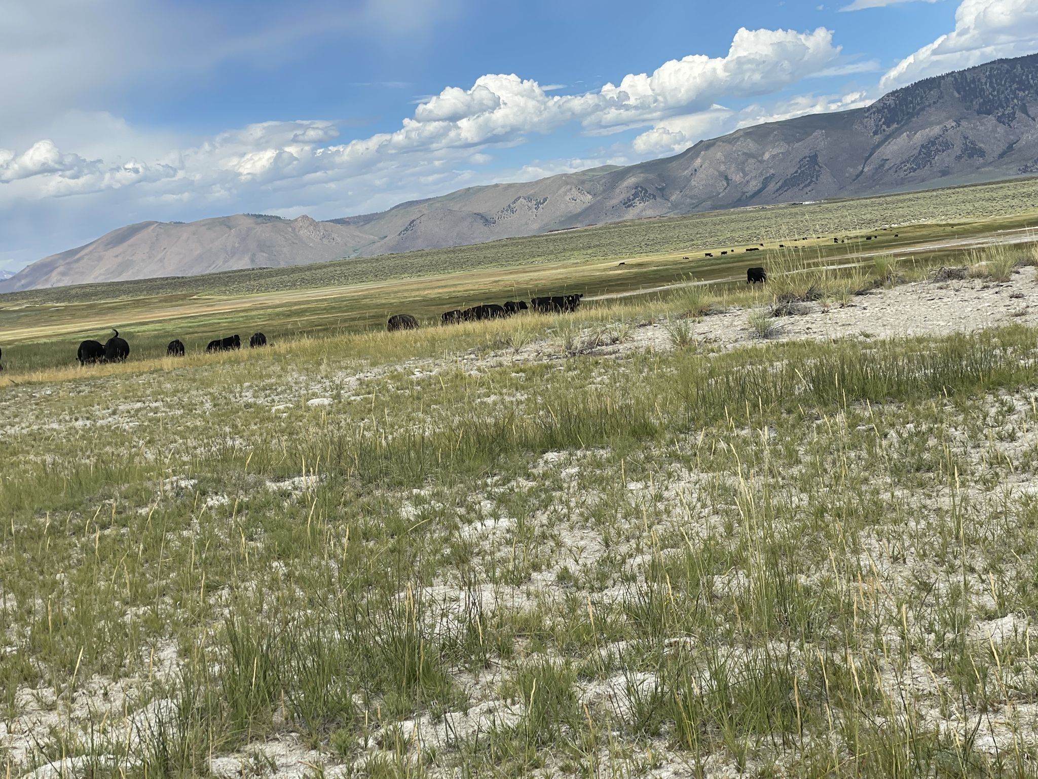 Herd of dark animals grazing in a vast grassy field with mountains. - Mammoth Lakes, California to Wild Willie Hot Springs