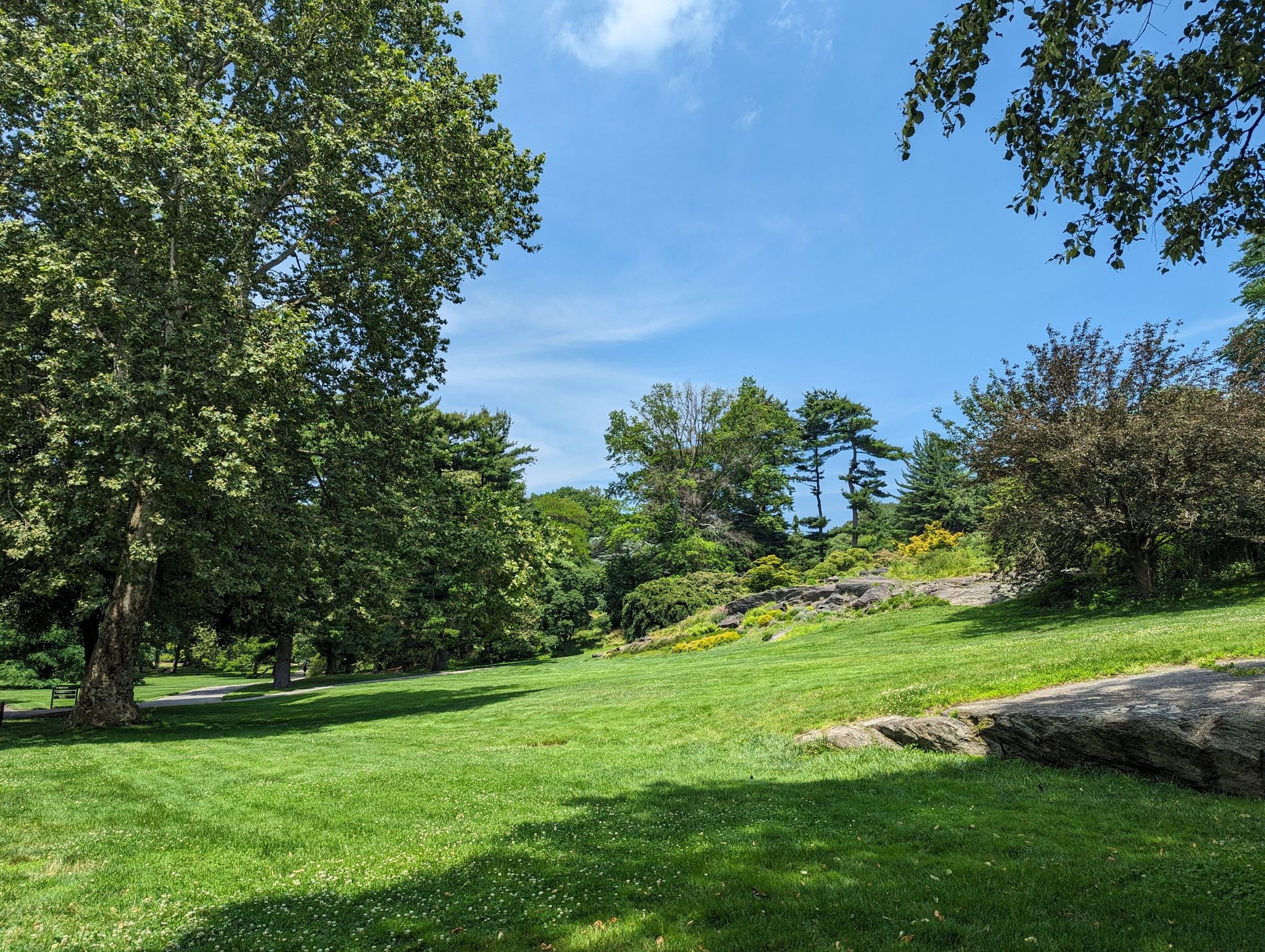 Sunny park with green grass, large trees, and rocky terrain under a blue sky. - New York Botanical Garden loop from New York Botanical Garden