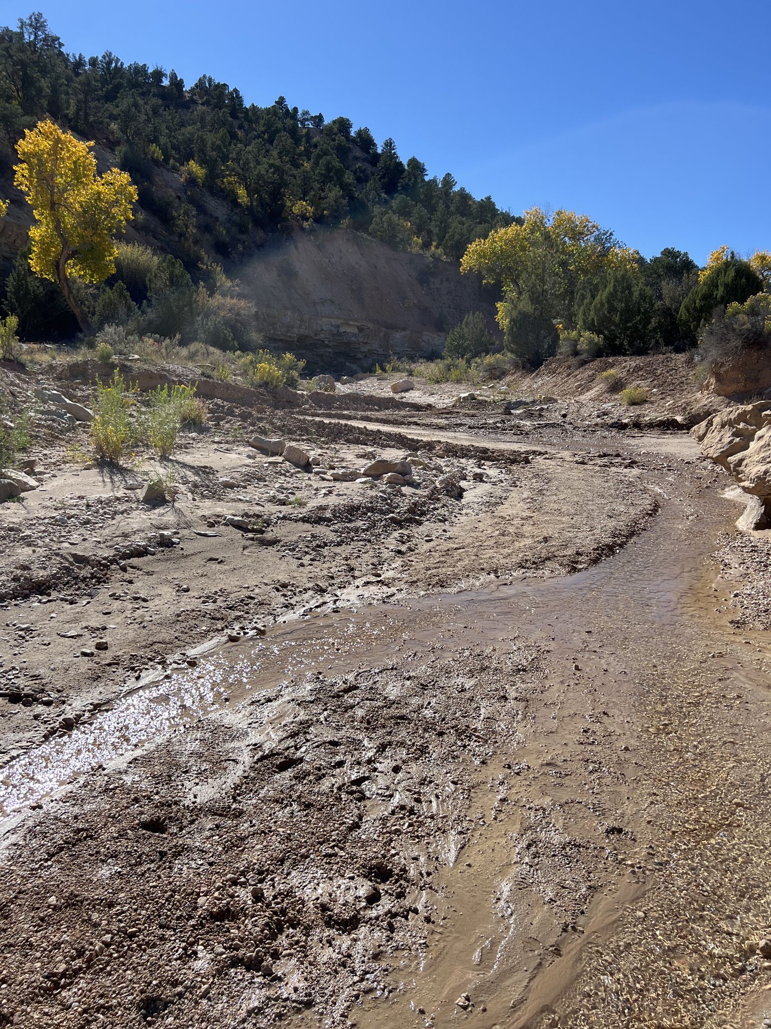 Muddy creek bed with shallow water, surrounded by autumn trees. - Willis Creek Narrows Trail