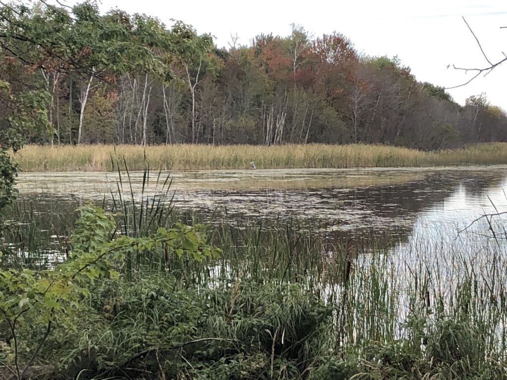 Calm lake with lily pads and tall grasses, bordered by autumn trees. - Roadbike loop from Morey's Seafood Market