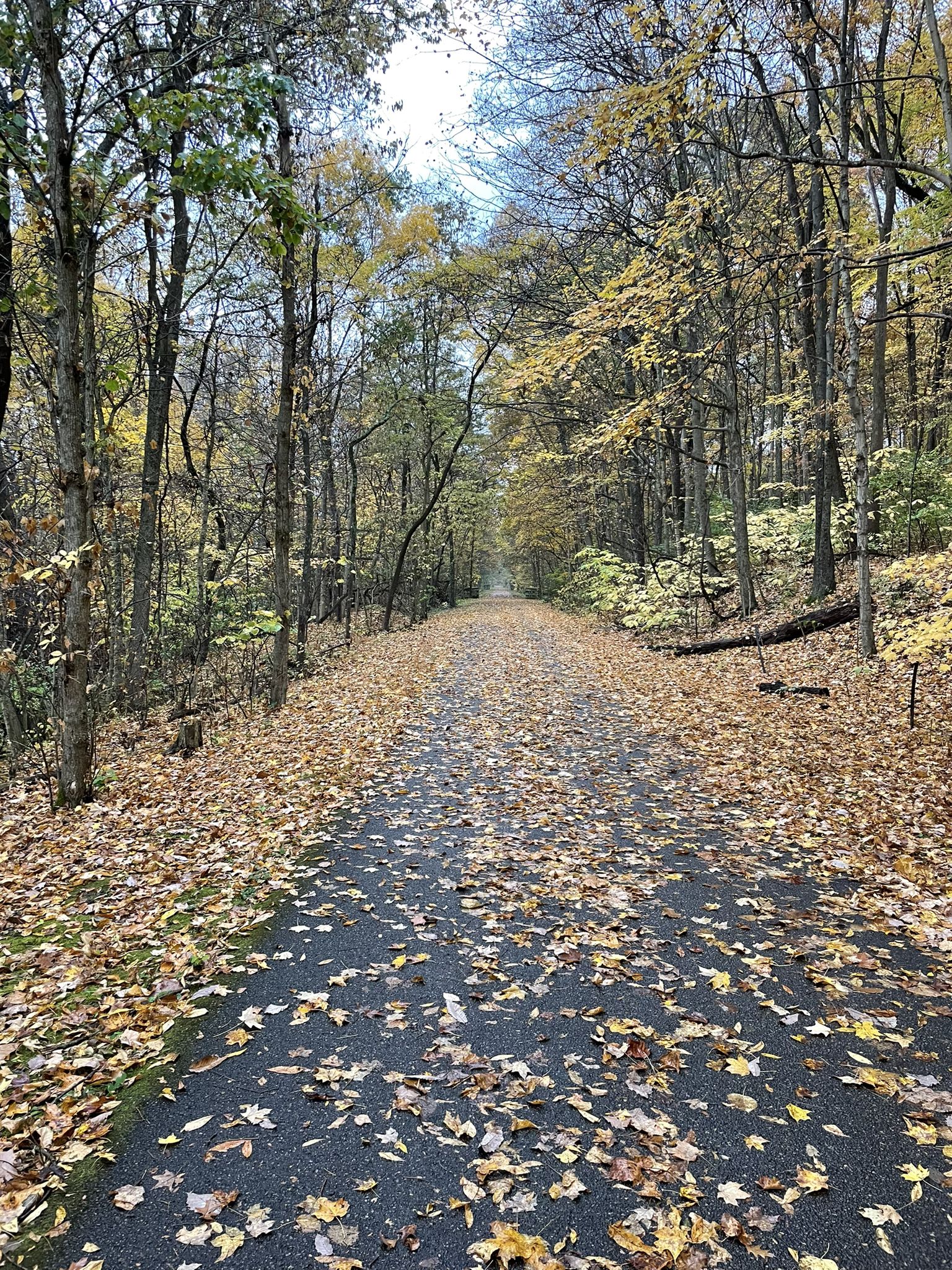 Paved path covered in autumn leaves through a forest under bright skies. - Corwin – Little Miami Scenic Trail loop from Wayne Township