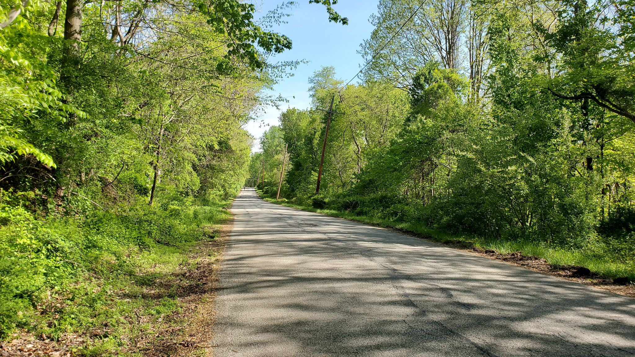 Long, empty paved road winding through dense green trees under blue sky. - Fair Hill Trailhead – Olan Thomas Park loop from Elkton Belle Hill Road Park & Ride