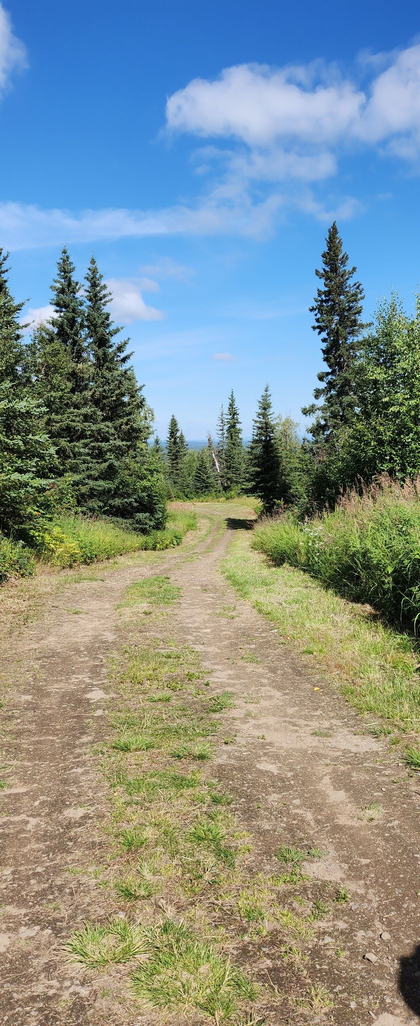 Dirt path through a sunny pine forest under a blue sky. - Spencer Loop Trail