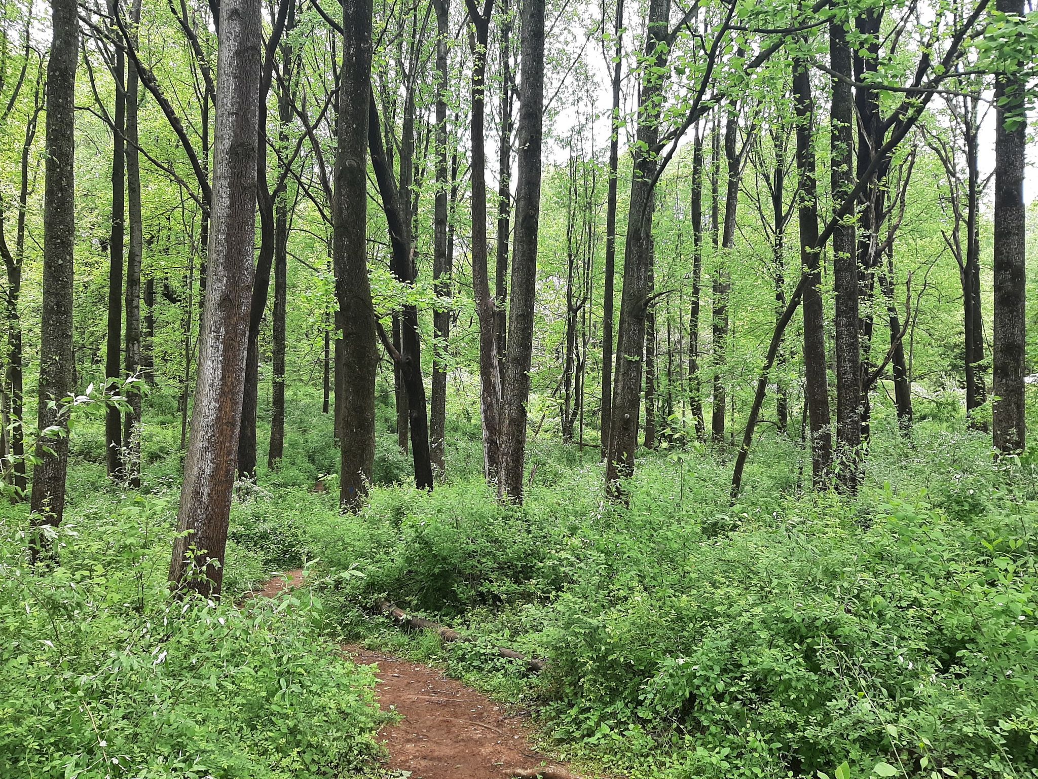 Forest path winding through tall trees and lush green undergrowth. - Clopper Lake loop from Strider Wildlife Management Area