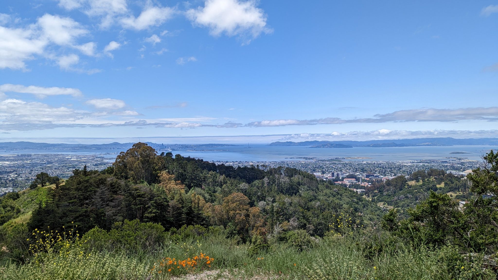 Overcast view of a city and bay from a green, flowery hillside. - Spiral Knob Viewpoint – Upper Jordan Fire Trail loop from Downtown Berkeley