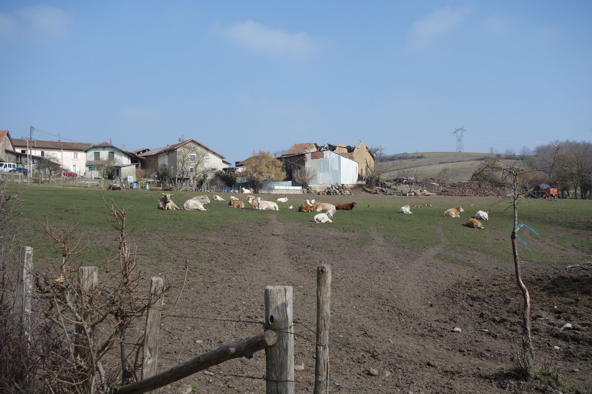 on va voir les vaches?