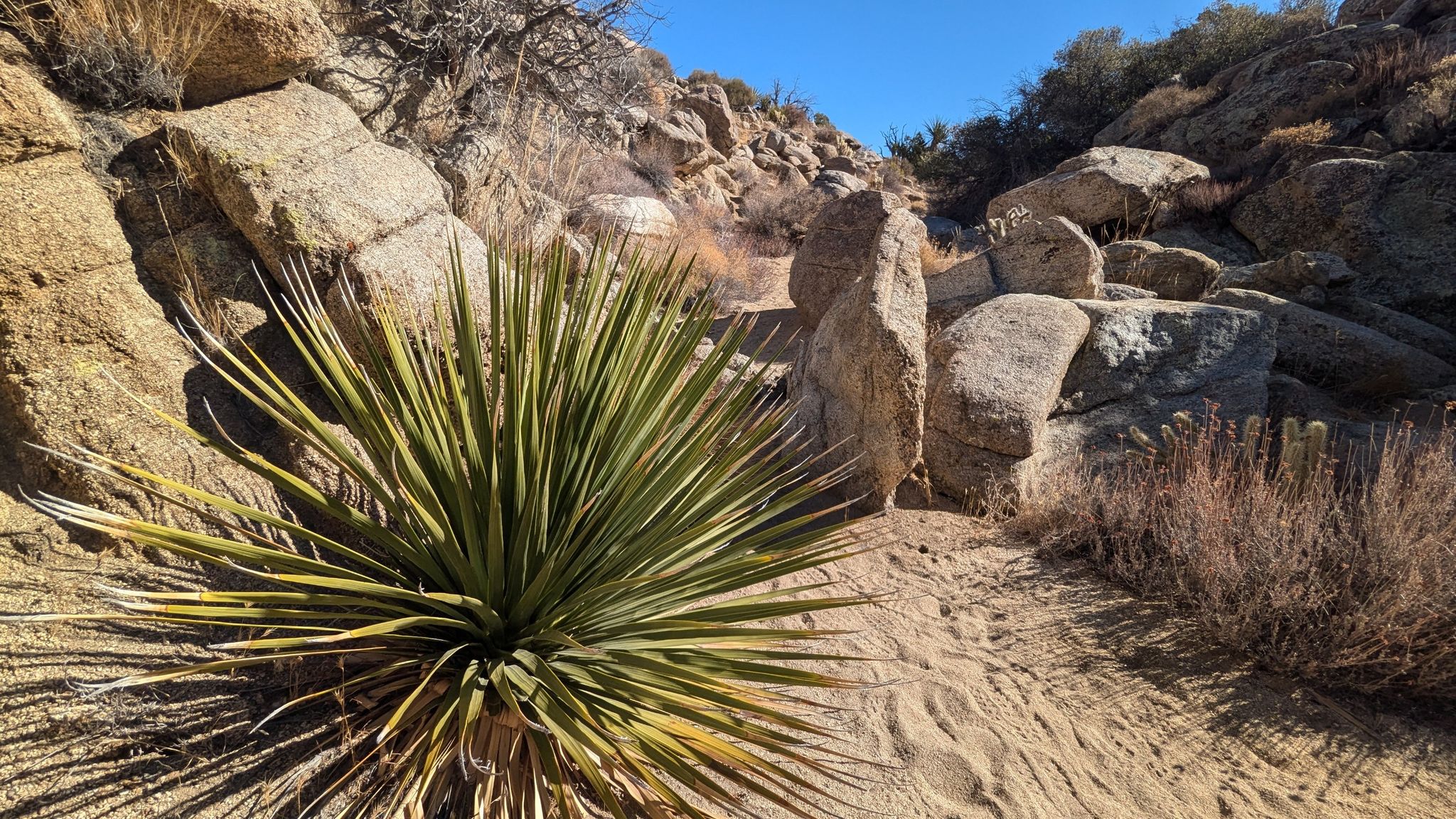 Bright desert scene with a large yucca plant among rocks and sand. - Whale Peak Trail