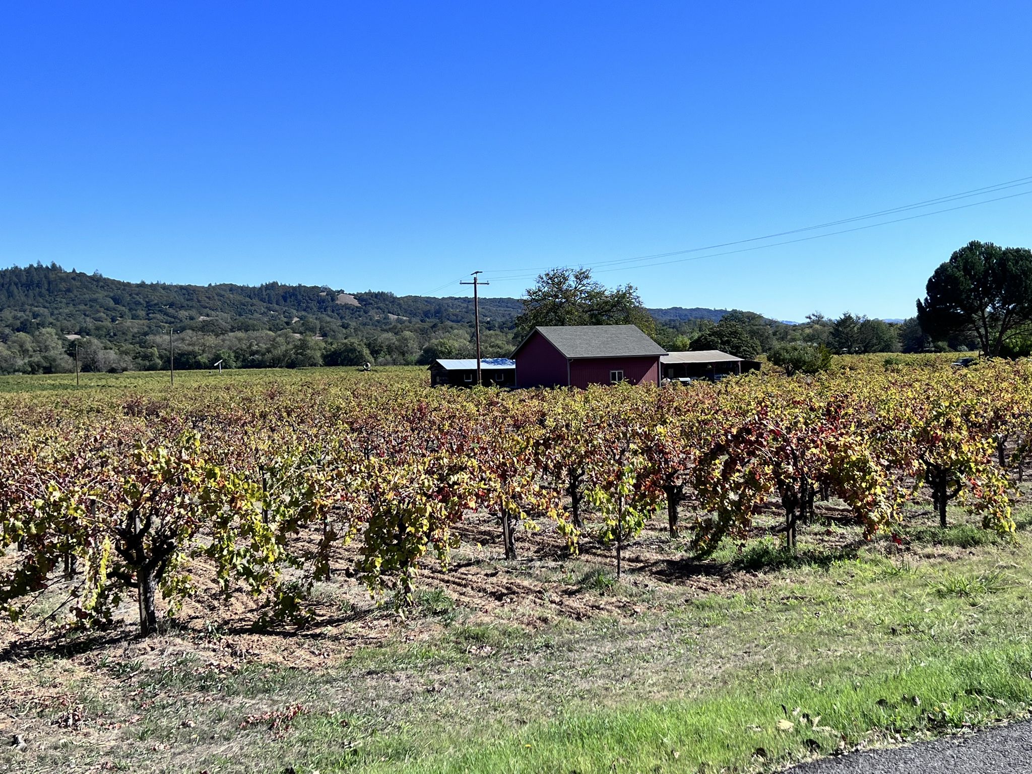 Vineyard rows with autumn colors in front of a red barn and hills. - West Dry Creek Road – Dry Creek Road loop from Healdsburg