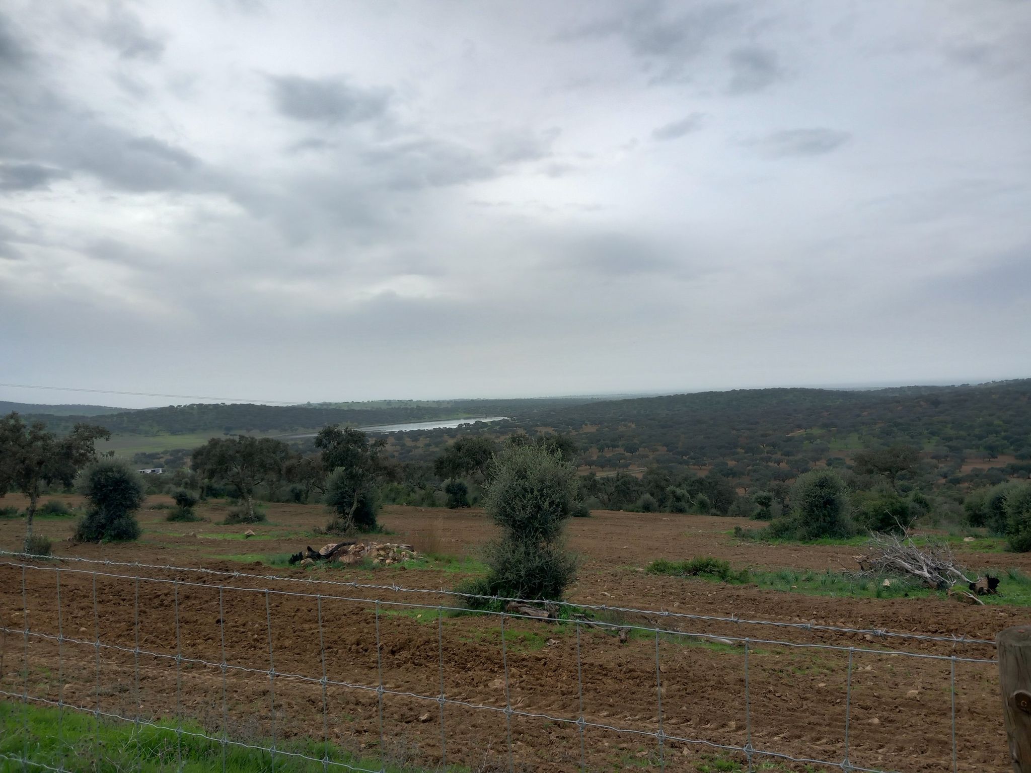 Paisagem de Montado