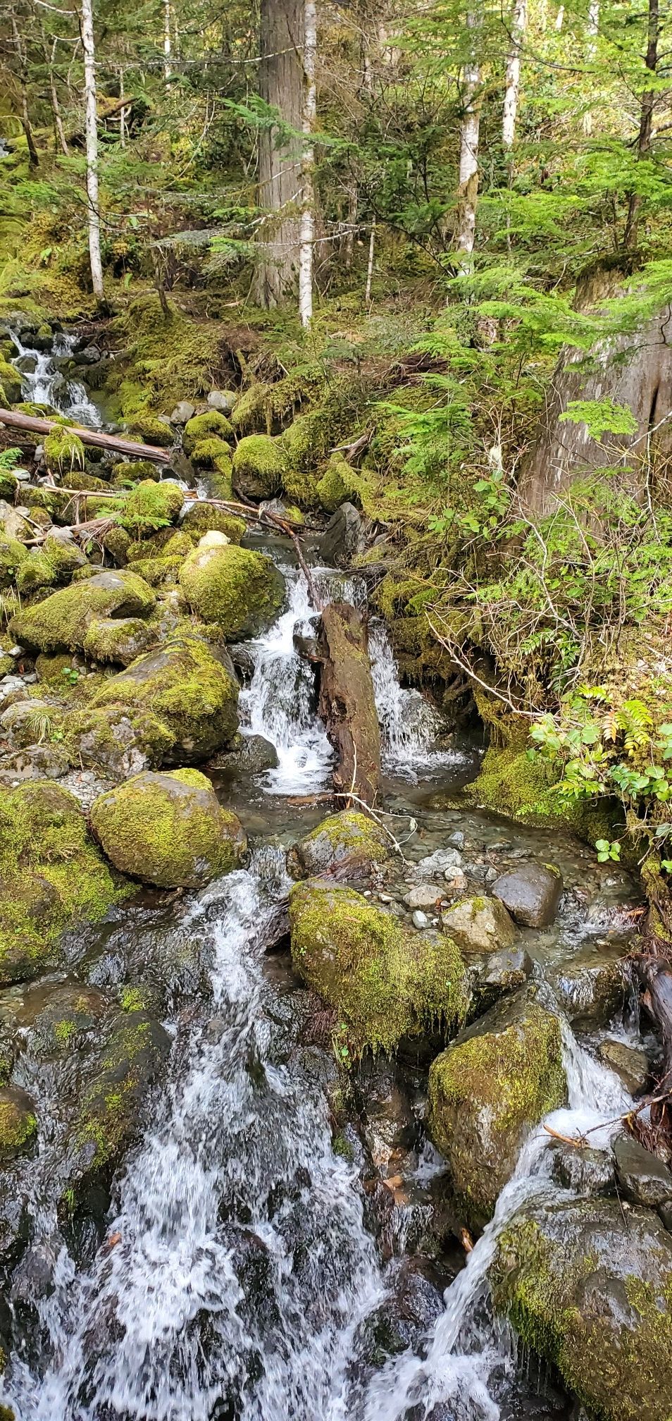 A rocky stream cascades through a mossy forest under natural light. - Upper Lena Lakes
