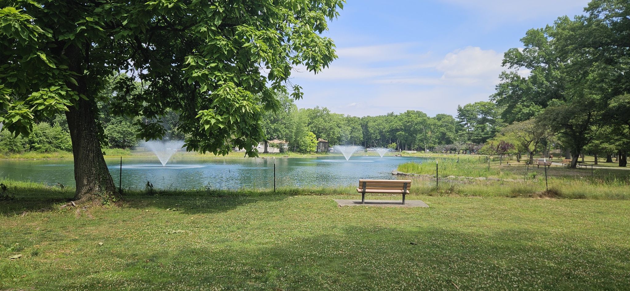 A park bench by a lake with fountains, shaded by a large green tree. - Wild Duck Pond loop from Ridgewood High School