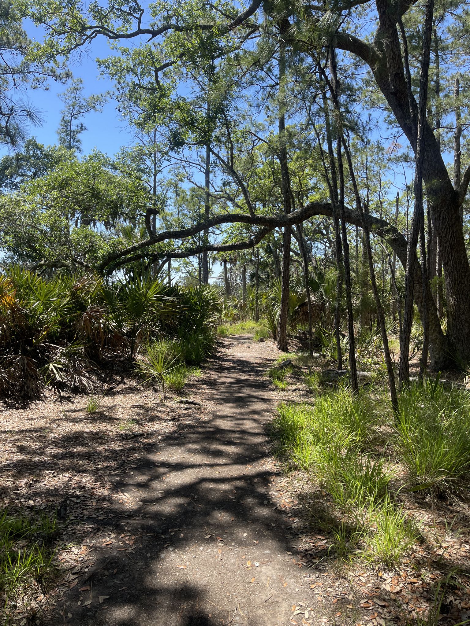 Shaded dirt path winding through a forest with palmettos and moss-draped trees. - Big Ferry and Sandpiper Trail Loop