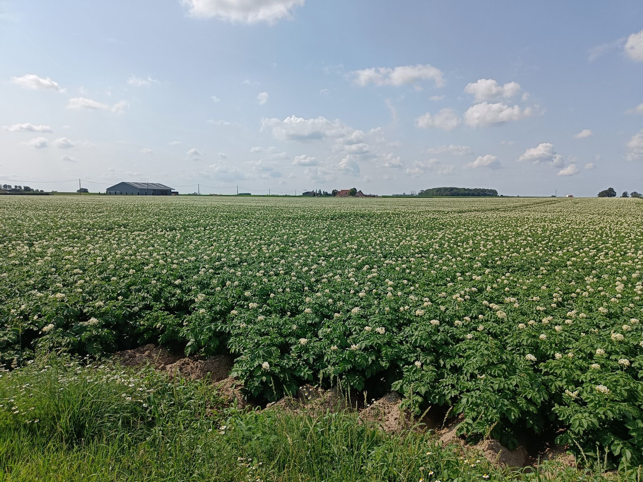 Bloemige aardappelen 😉
