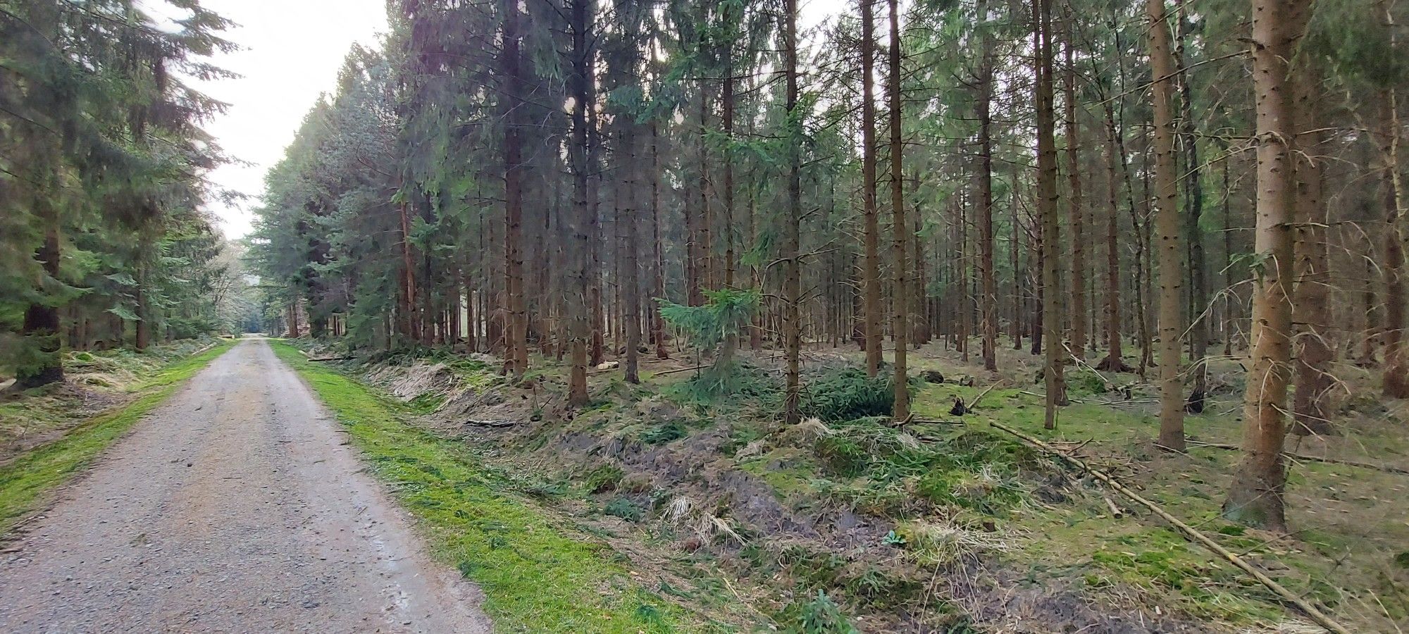 Karl-Georgs-Forst