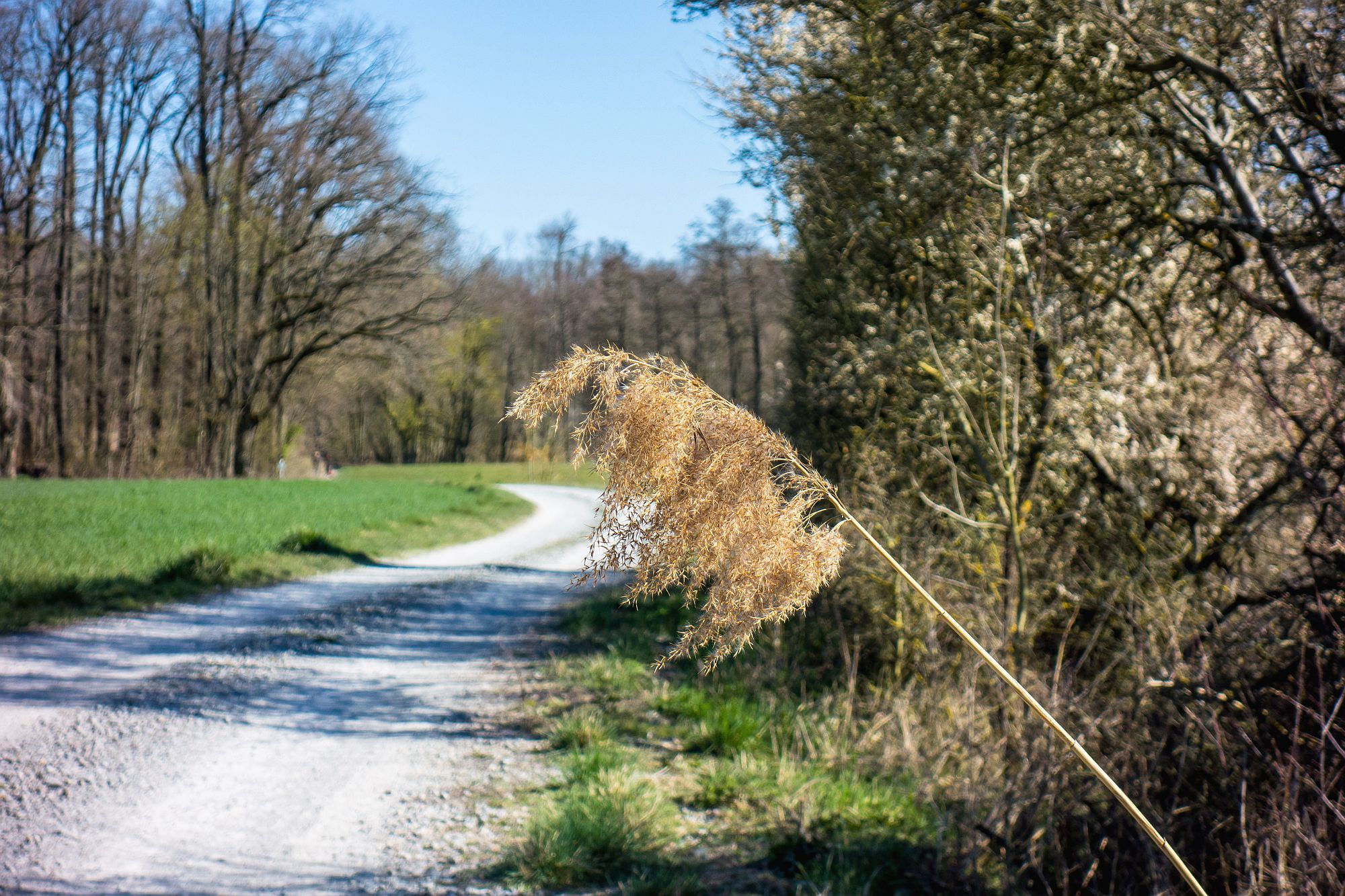 Zurück in die Wälder ...