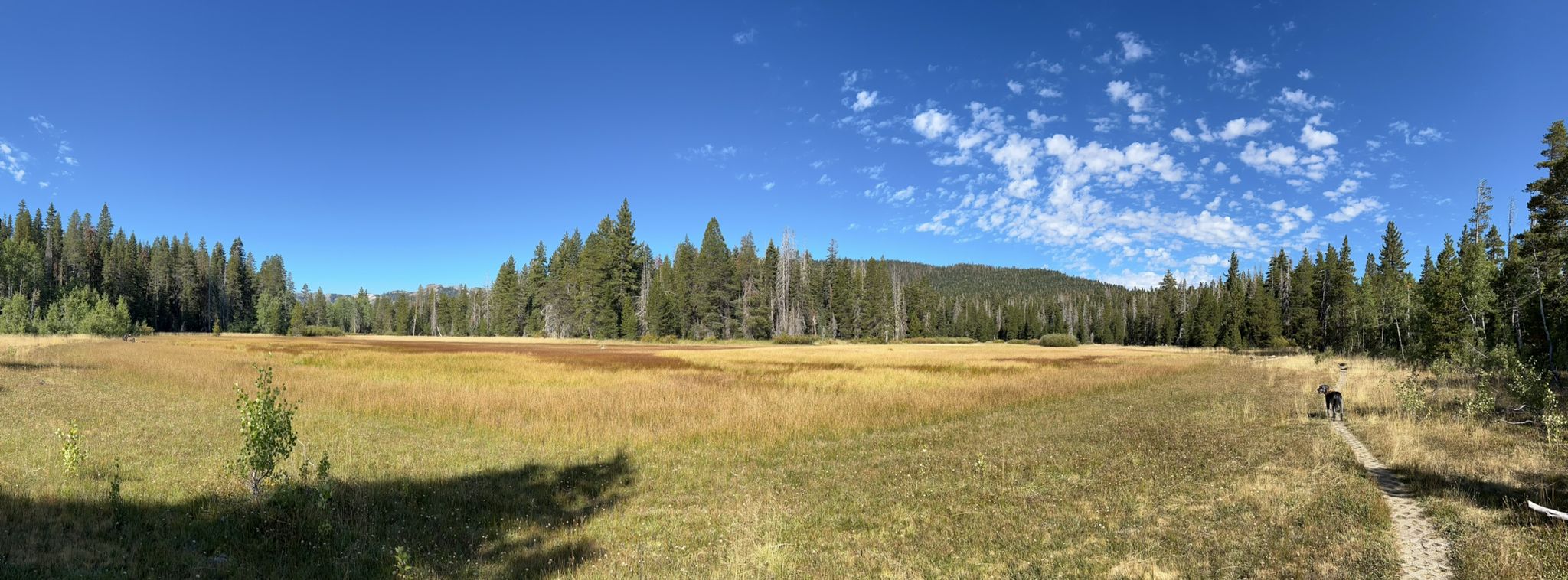 Panoramic view of a golden meadow, dense forest, and a person on a sunny path. - Tahoe Rim Trail: Ward Canyon to Paige Meadows