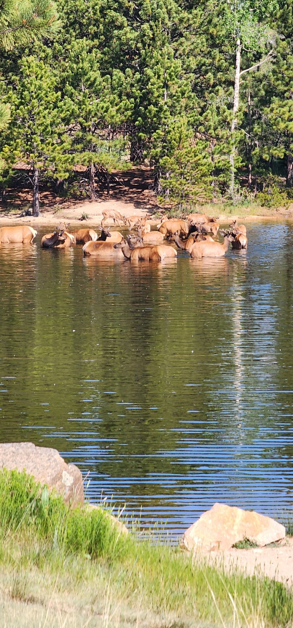 Herd of elk standing in shallow water near a green forest. - Estes Park Visitor Center – Lake Estes loop from Estes Park