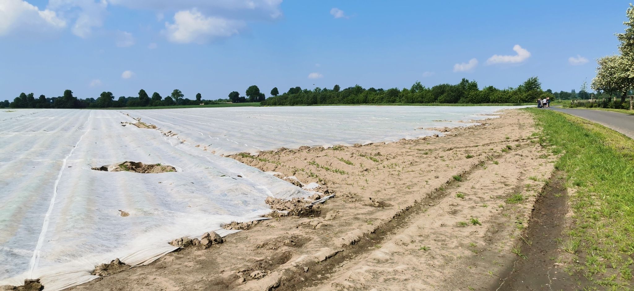 Landwirtschaft am Brunnenplas in Datteln