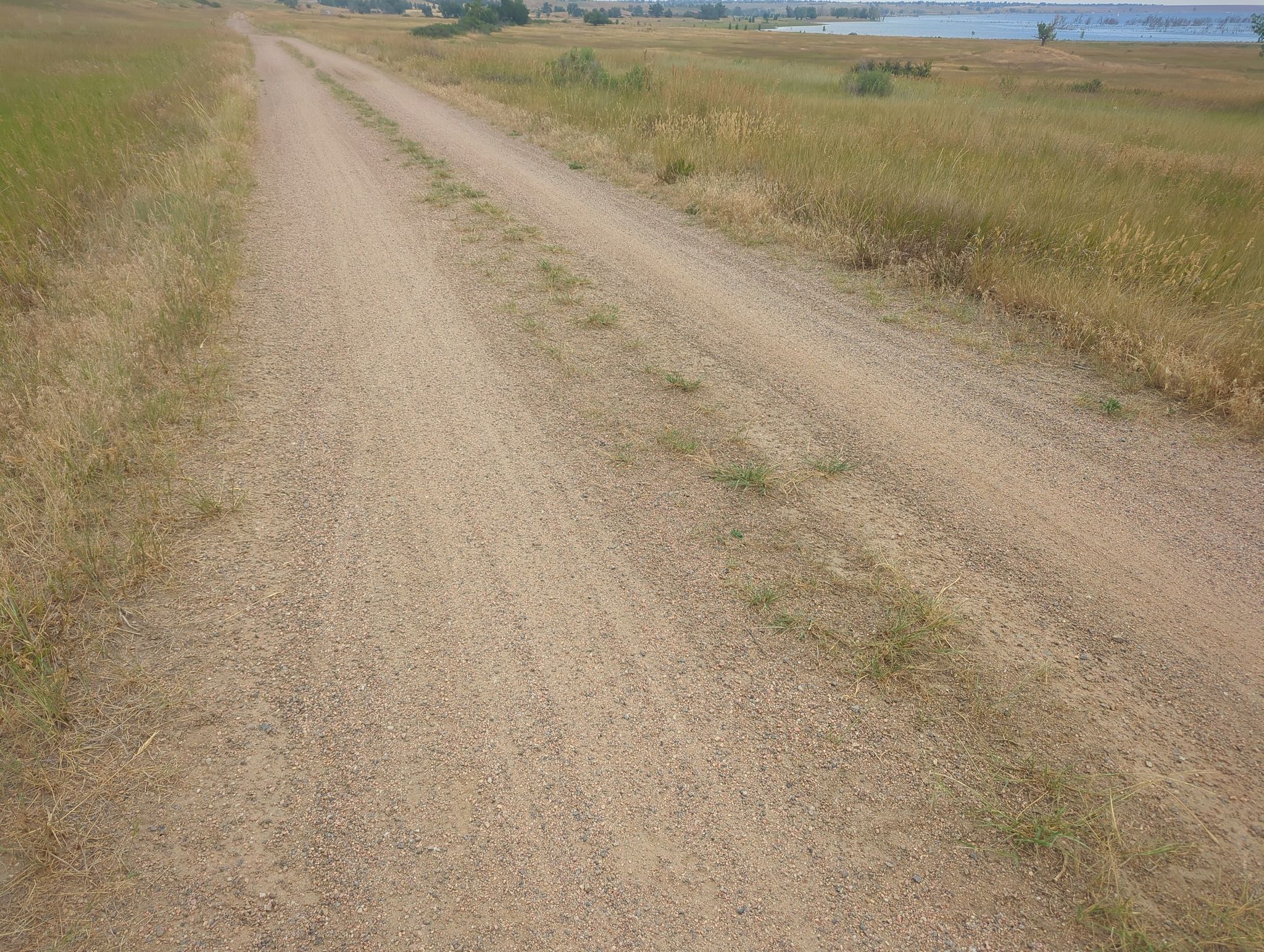 A wide dirt road stretches through dry, golden grass under a bright sky. - Wetlands View – Chatfield State Park loop from Kassler trailhead