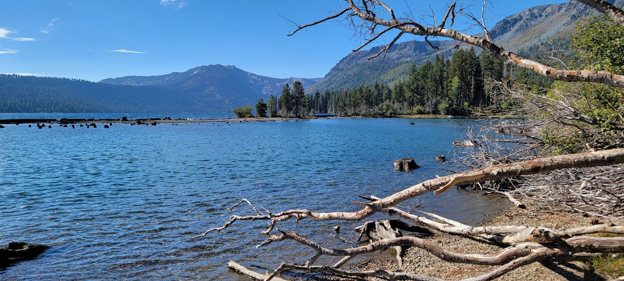 Wide blue lake with distant mountains and fallen branches on the shore. - Taylor Creek Loop