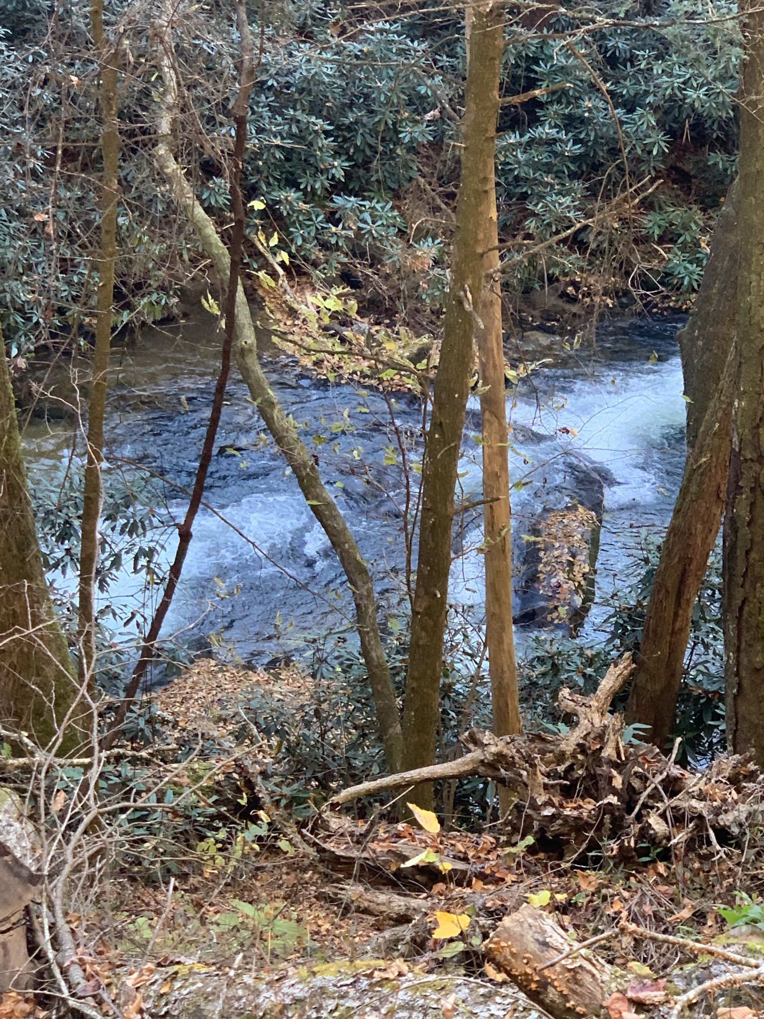 Rushing water in a forest stream, framed by tree trunks and foliage. - Noontoola Road – Rand Knob loop from Noontootla Creek Farms