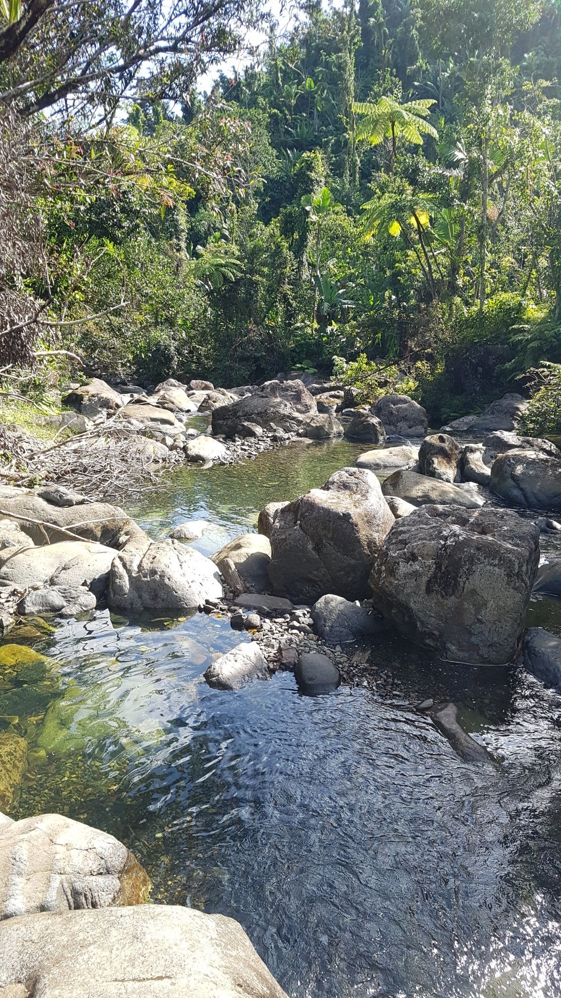 A clear, rocky stream flowing through a sunlit, dense forest. - La Coca Trail
