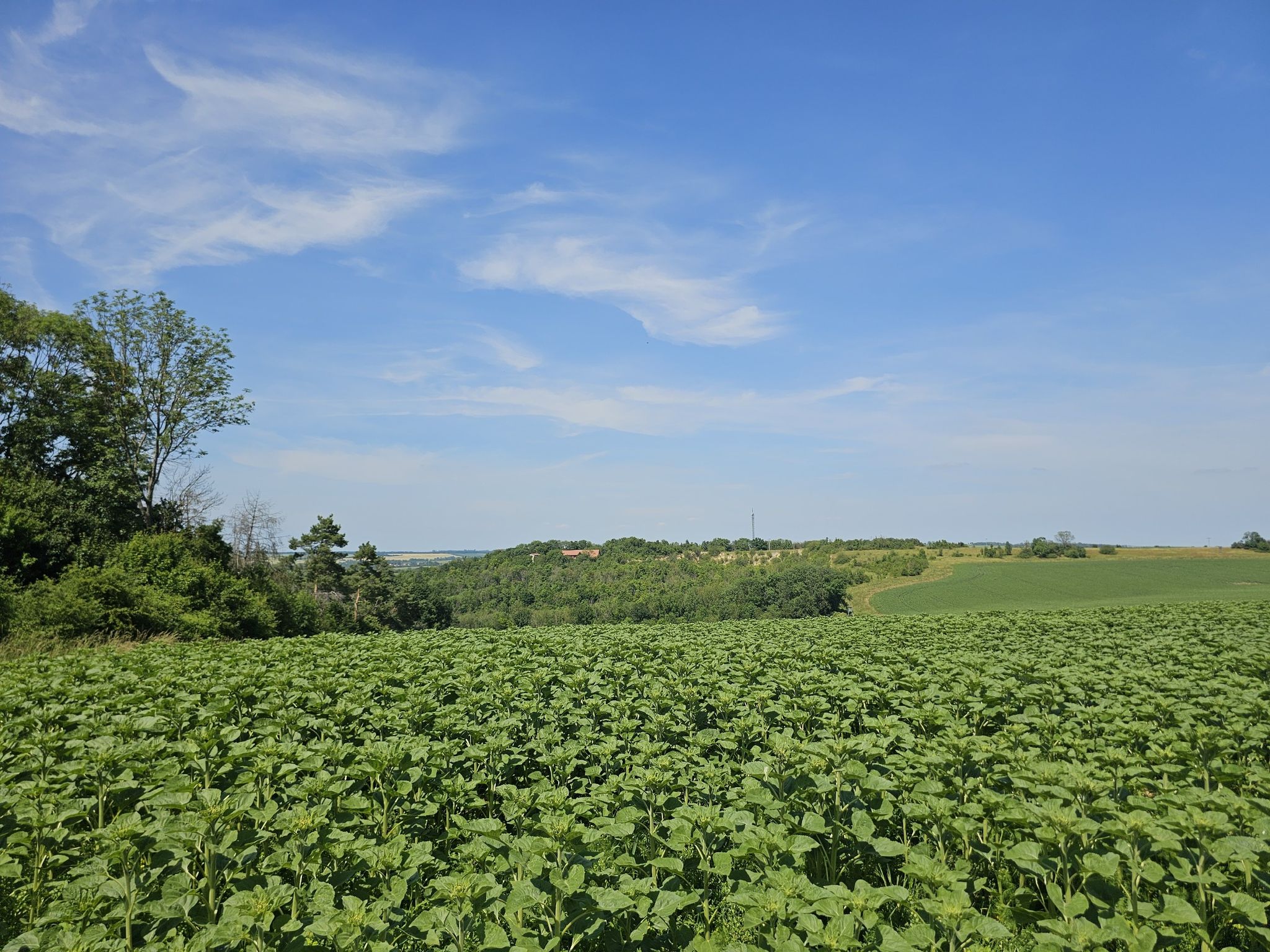 Blick vom Wachwisch