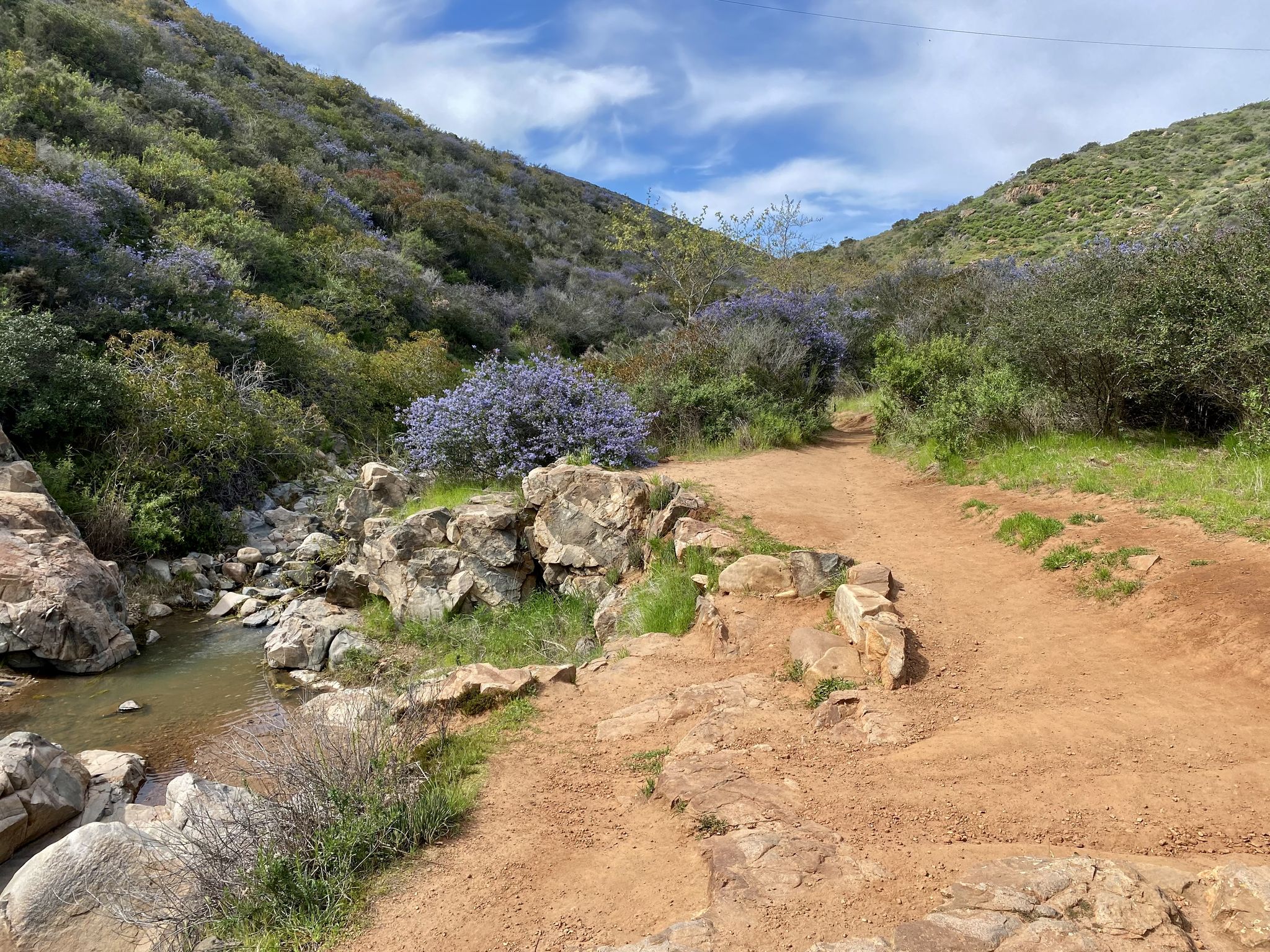 Dirt path forks beside a rocky stream with purple flowering bushes. - Oak Canyon Loop Trail