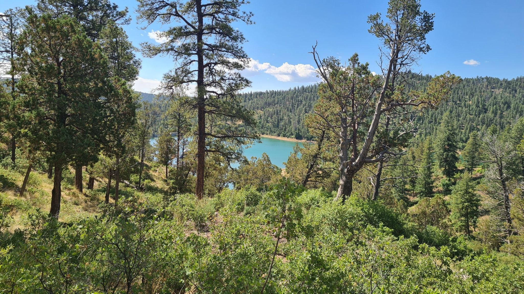 A bright blue lake is visible through dense green pine trees on a sunny day. - Grindstone Canyon Loop Trail