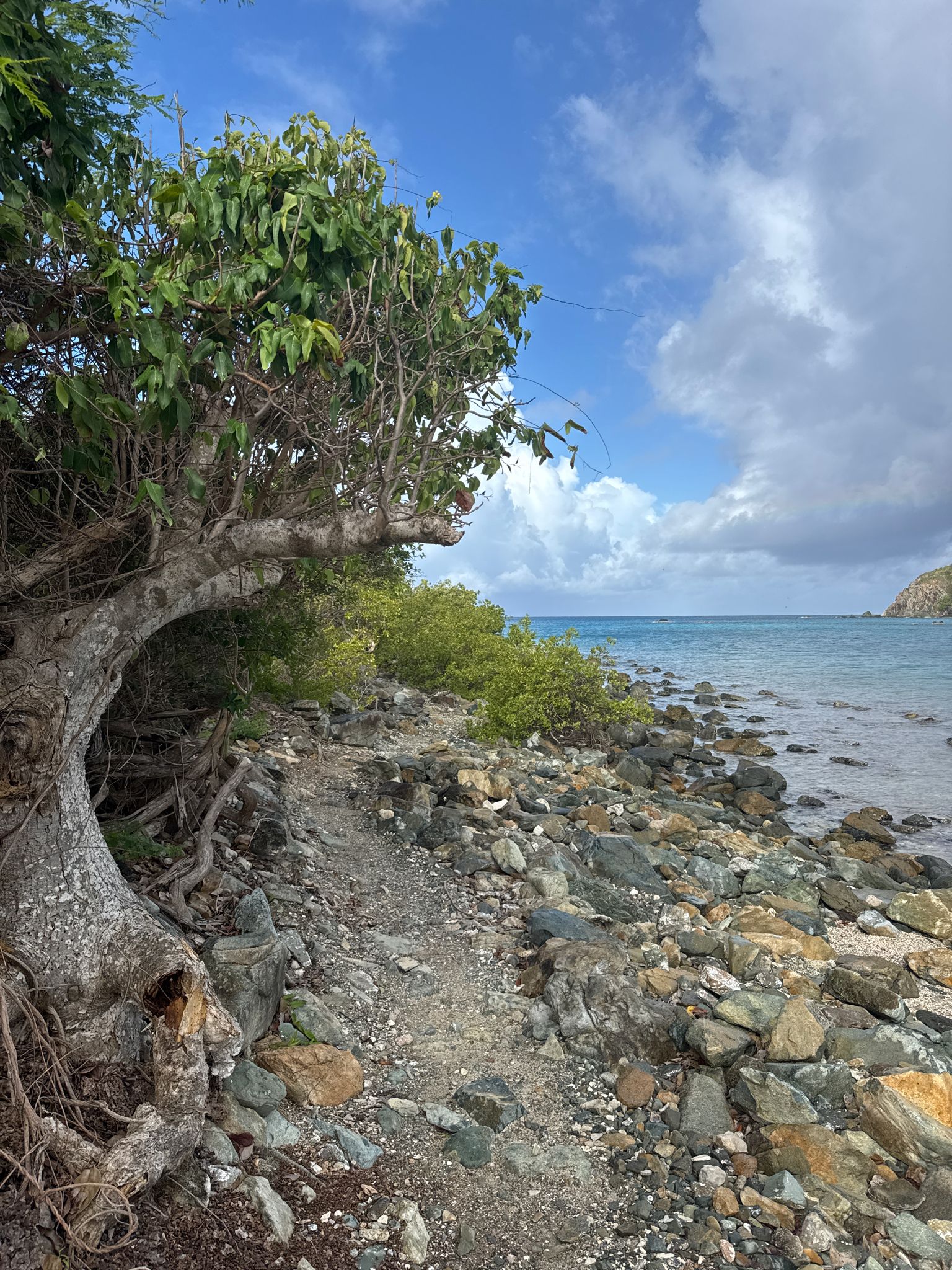 Rocky path winds along a tree-lined coast beside calm blue water. - Ram Head Trail