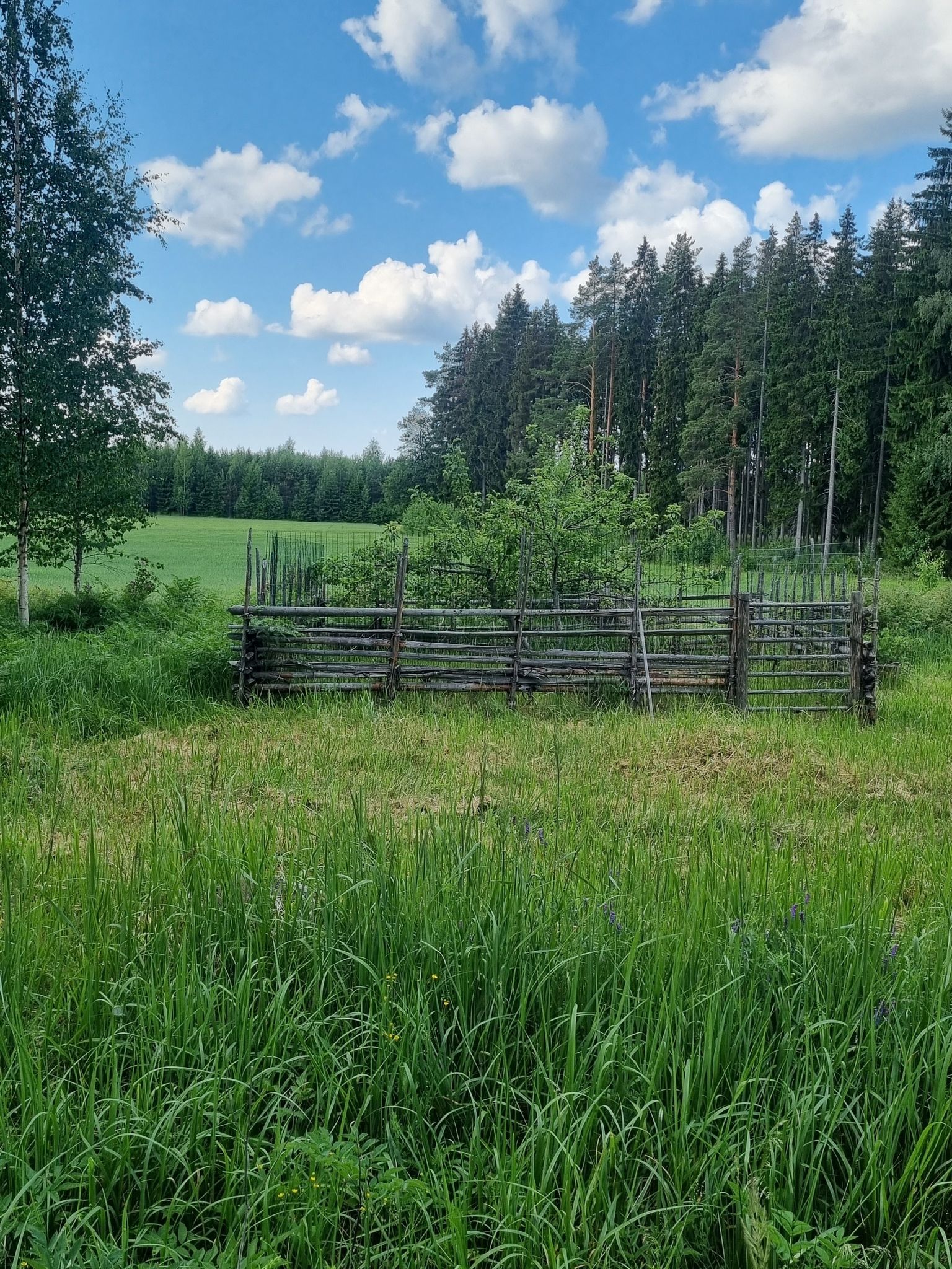 Lajinsa ensimäinen - Huvitus