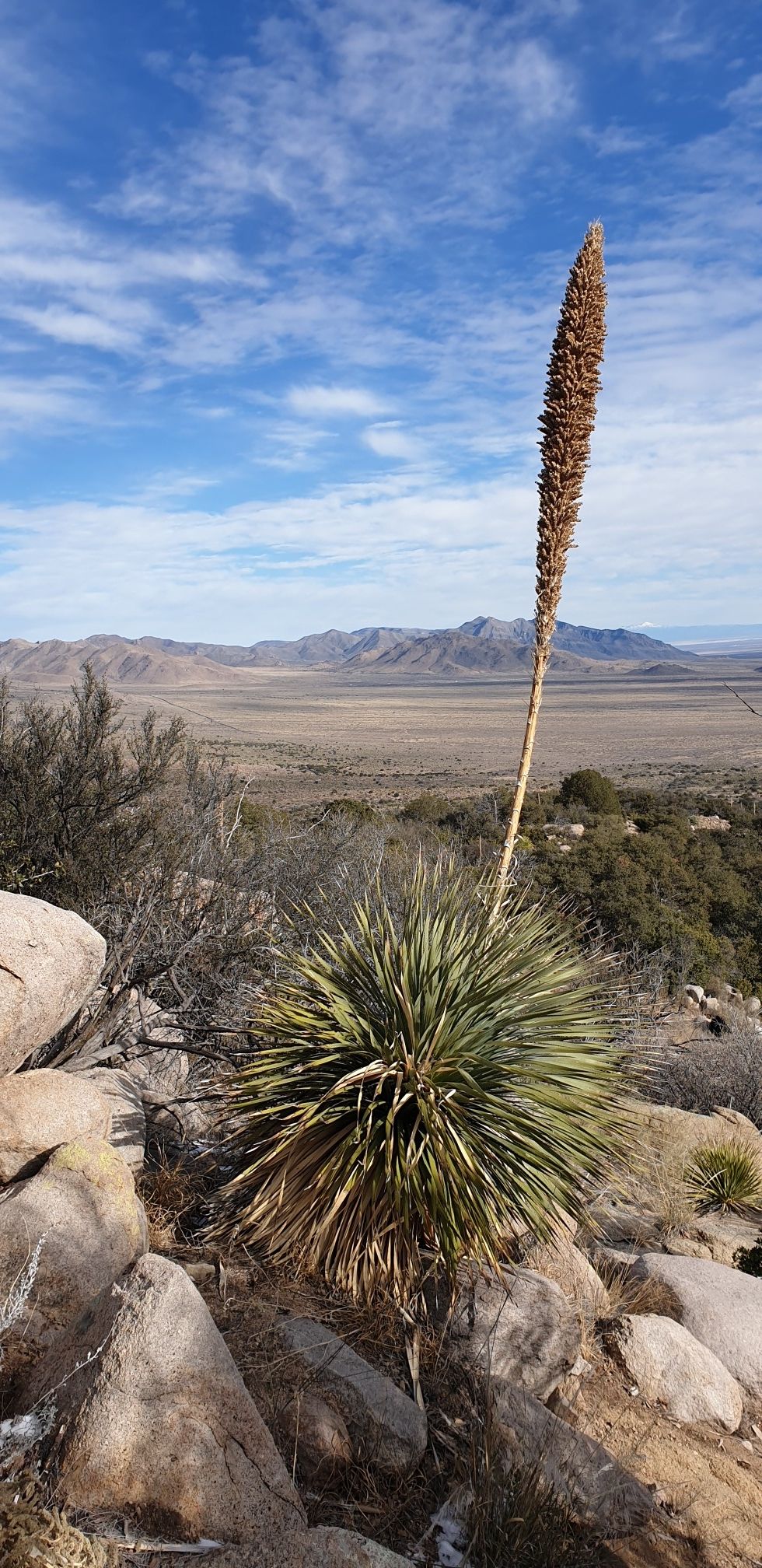 Yucca plant with tall stalk on rocks, overlooking a vast desert valley. - Indian Hollow and Pine Tree Loop Trail