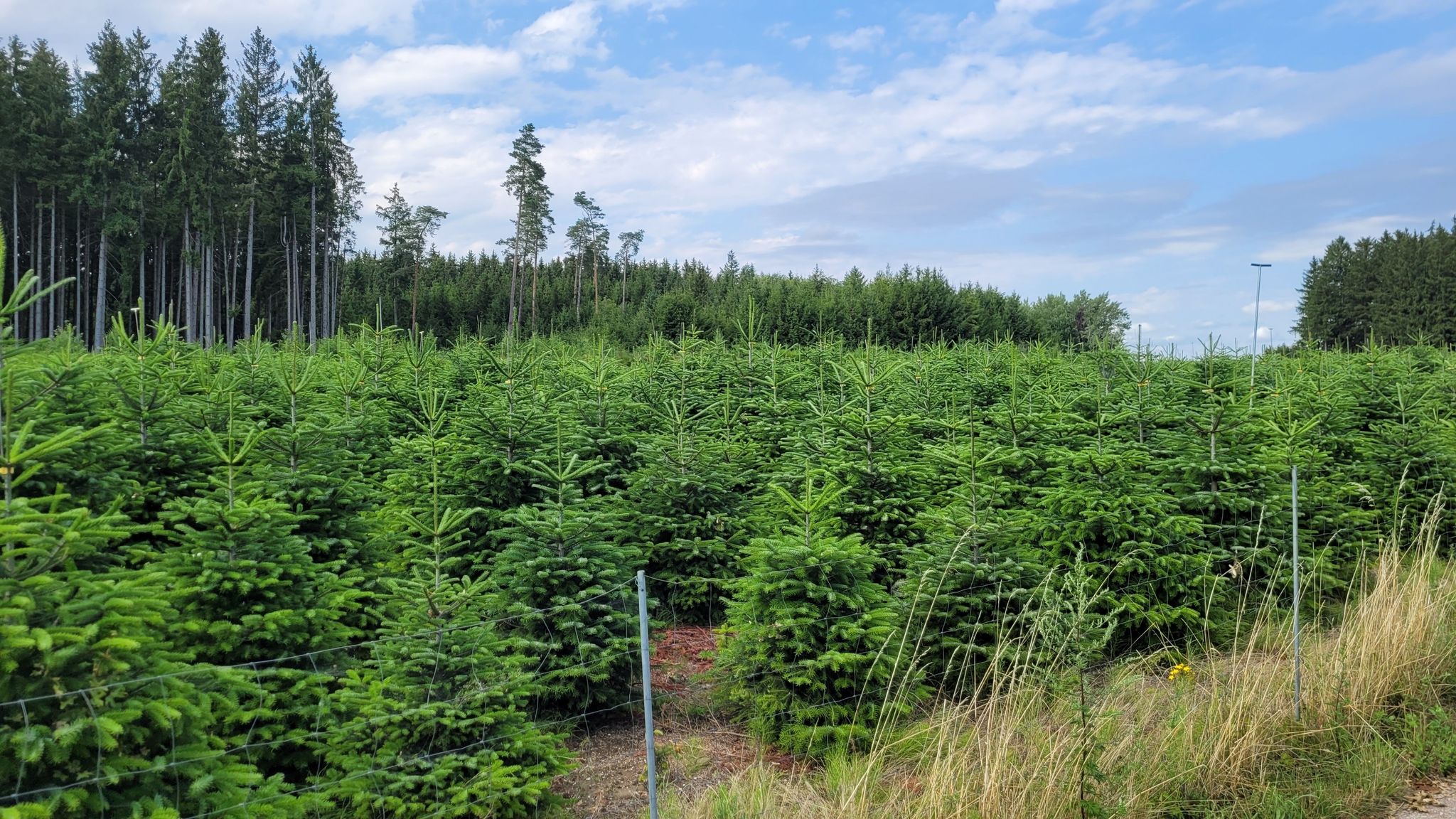Weihnachtsbaumplantage