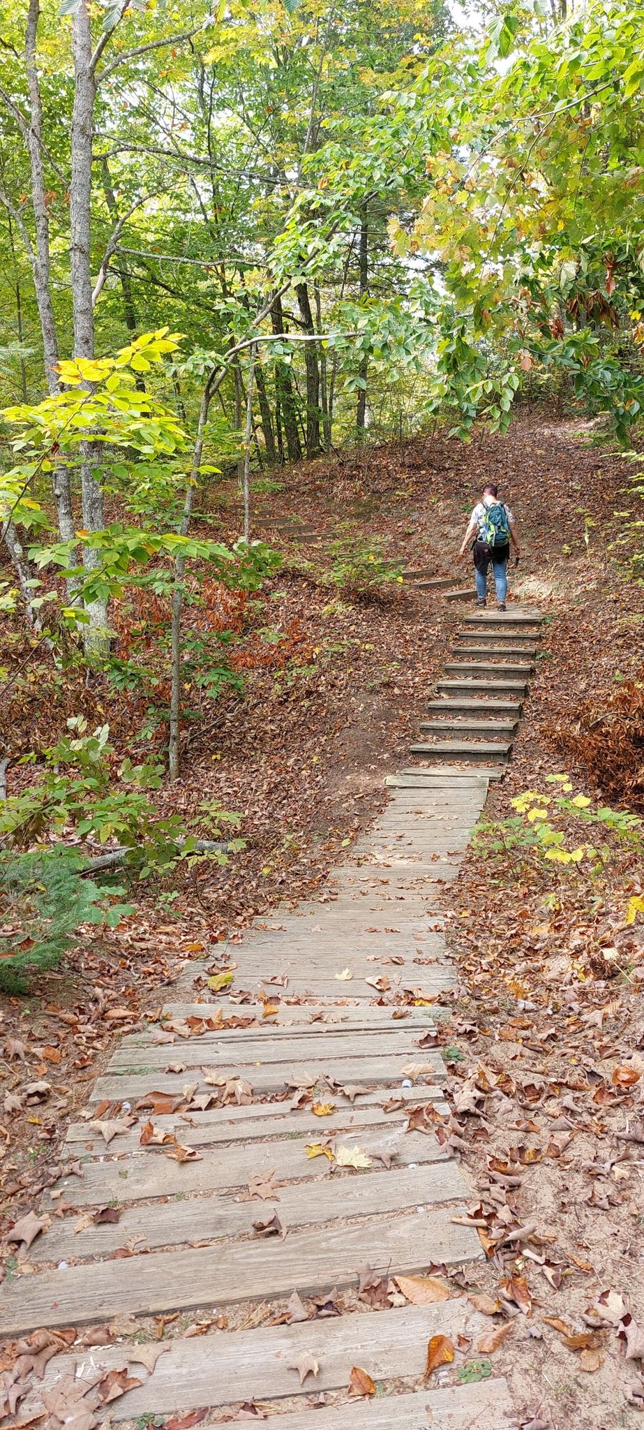 Hiker ascends wooden stairs on a leaf-covered forest path in autumn light. - Old Baldy Overlook – Crossroads at Big Creek loop from Northeast Wisconsin Technical College- Sturgeon Bay