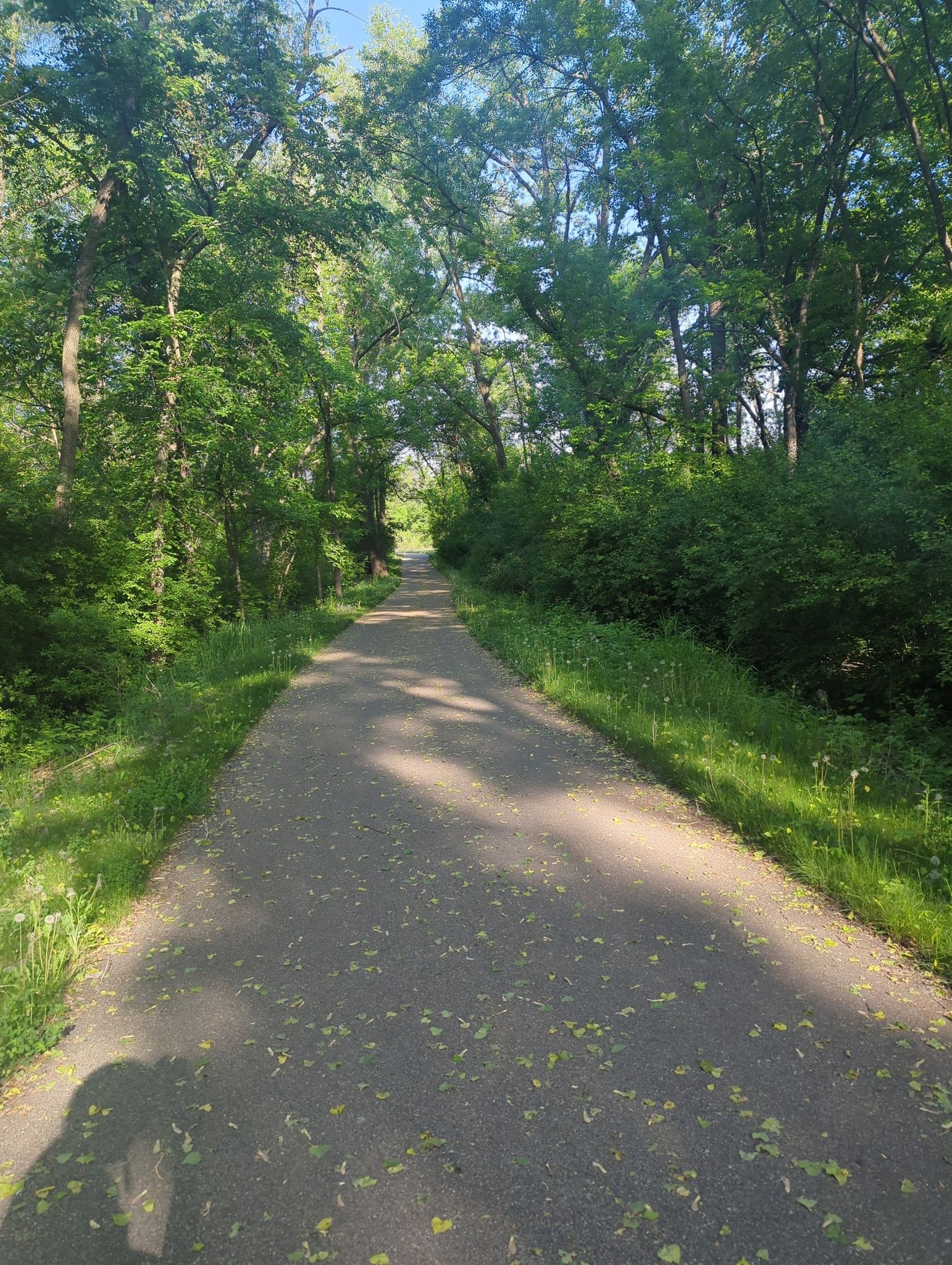 Shaded paved path through dense green trees on a sunny day. - Farmington and Cannon Falls loop from Waterford, Minnesota
