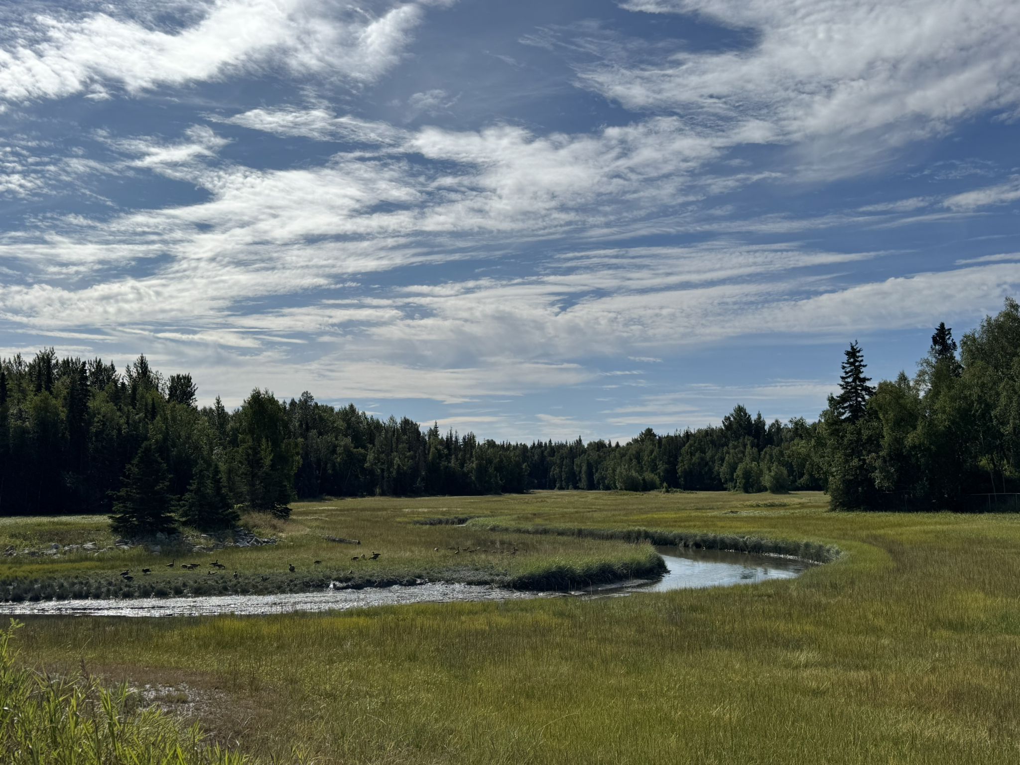 Winding river through a green marsh and forest under a partly cloudy sky. - Westchester Lagoon – Westchester Lagoon loop from Anchorage