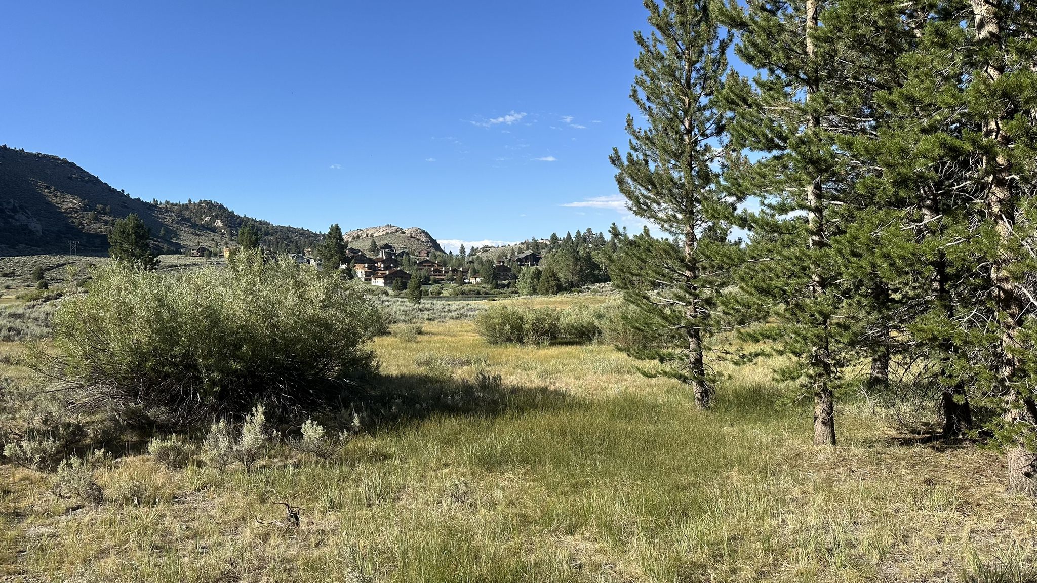 Sunny day over a grassy field with pine trees and distant hills. - Gull Lake Loop Trail