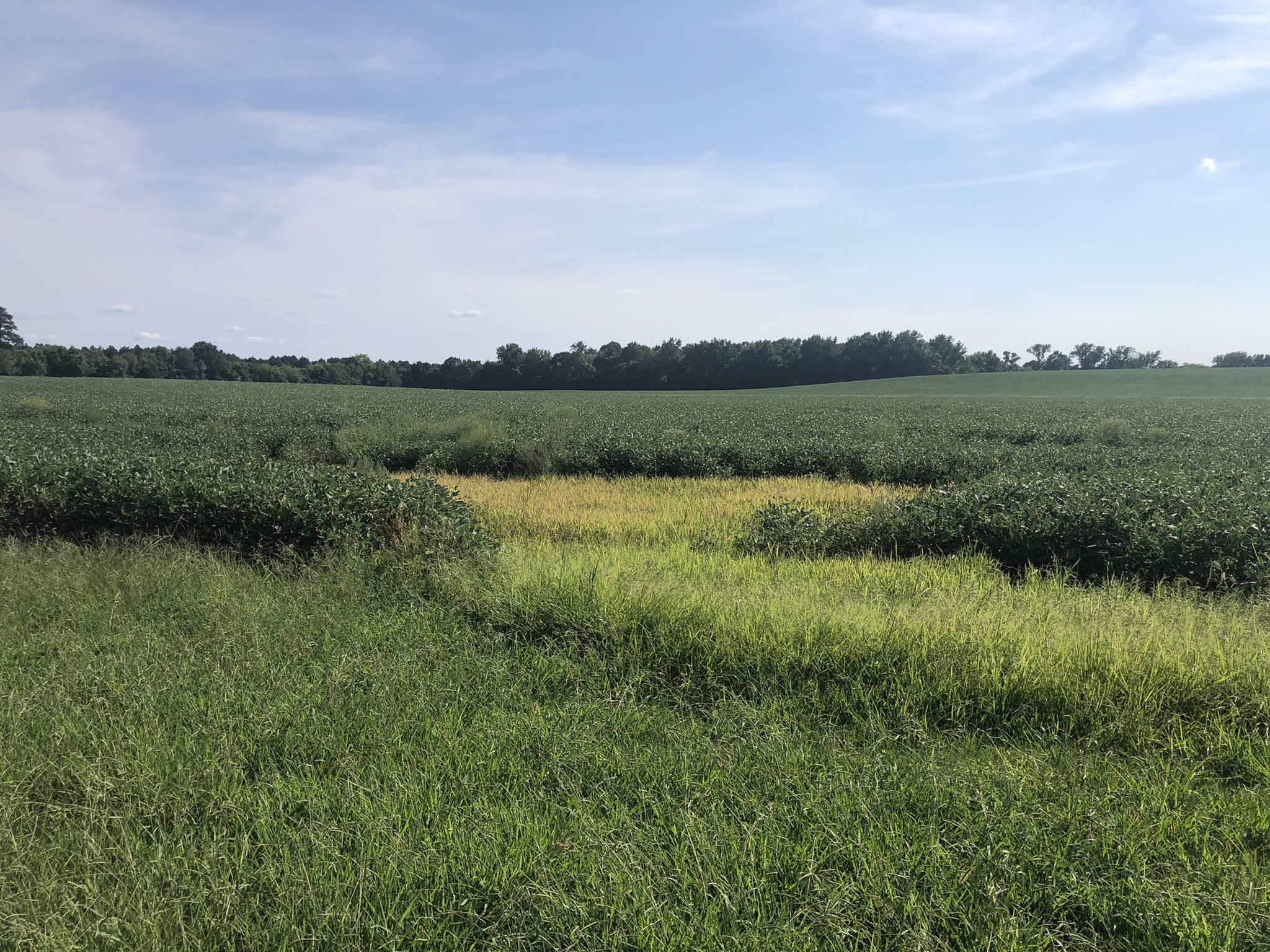 Vast green agricultural field with a patch of yellow grass under a cloudy sky. - Bike loop from Charles City