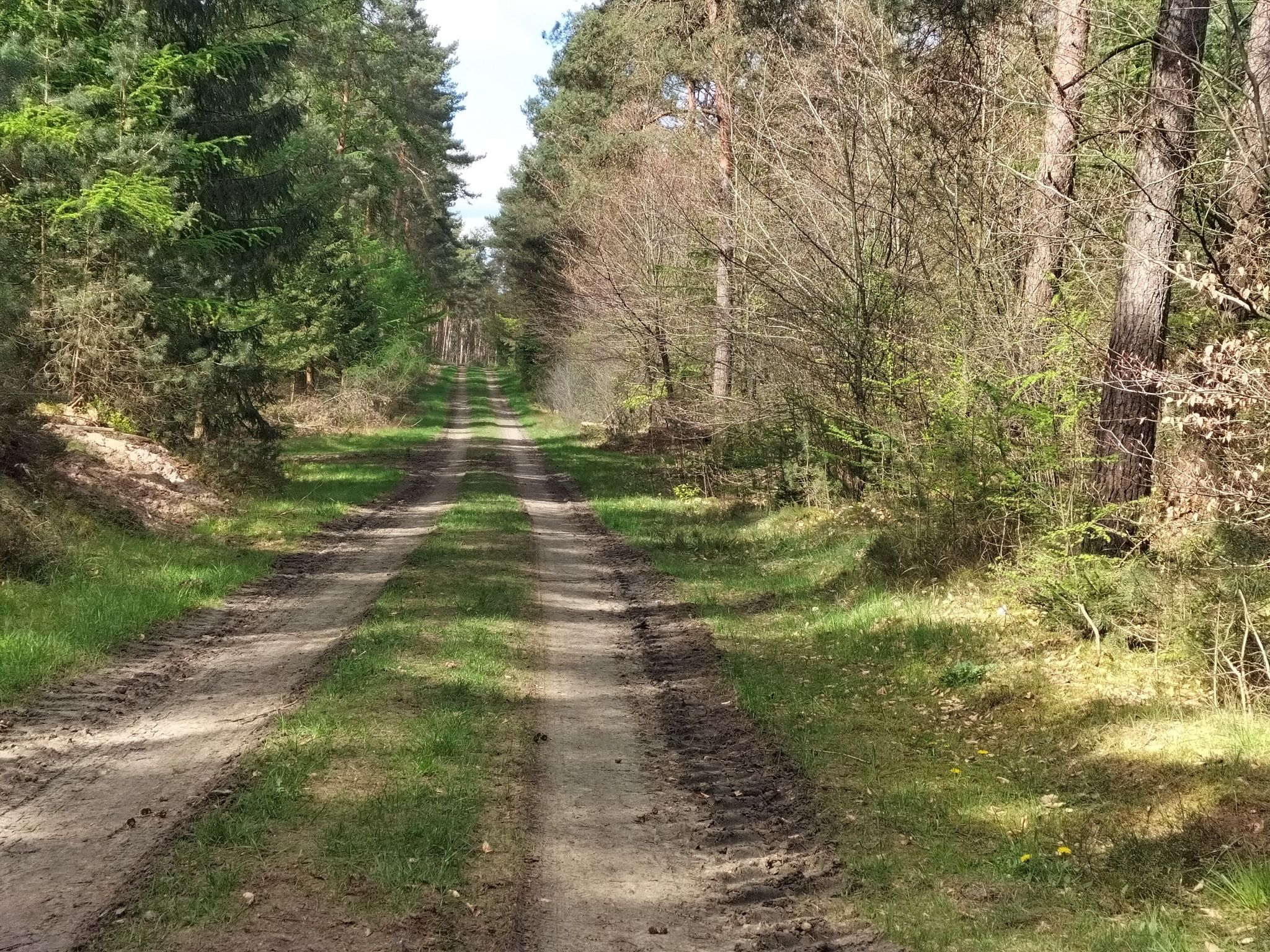 Waldweg